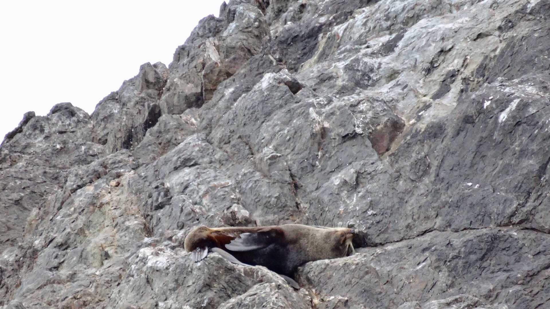 Sony Cyber-shot DSC-WX300 sample photo. Sunbathing seal - new zealand photography