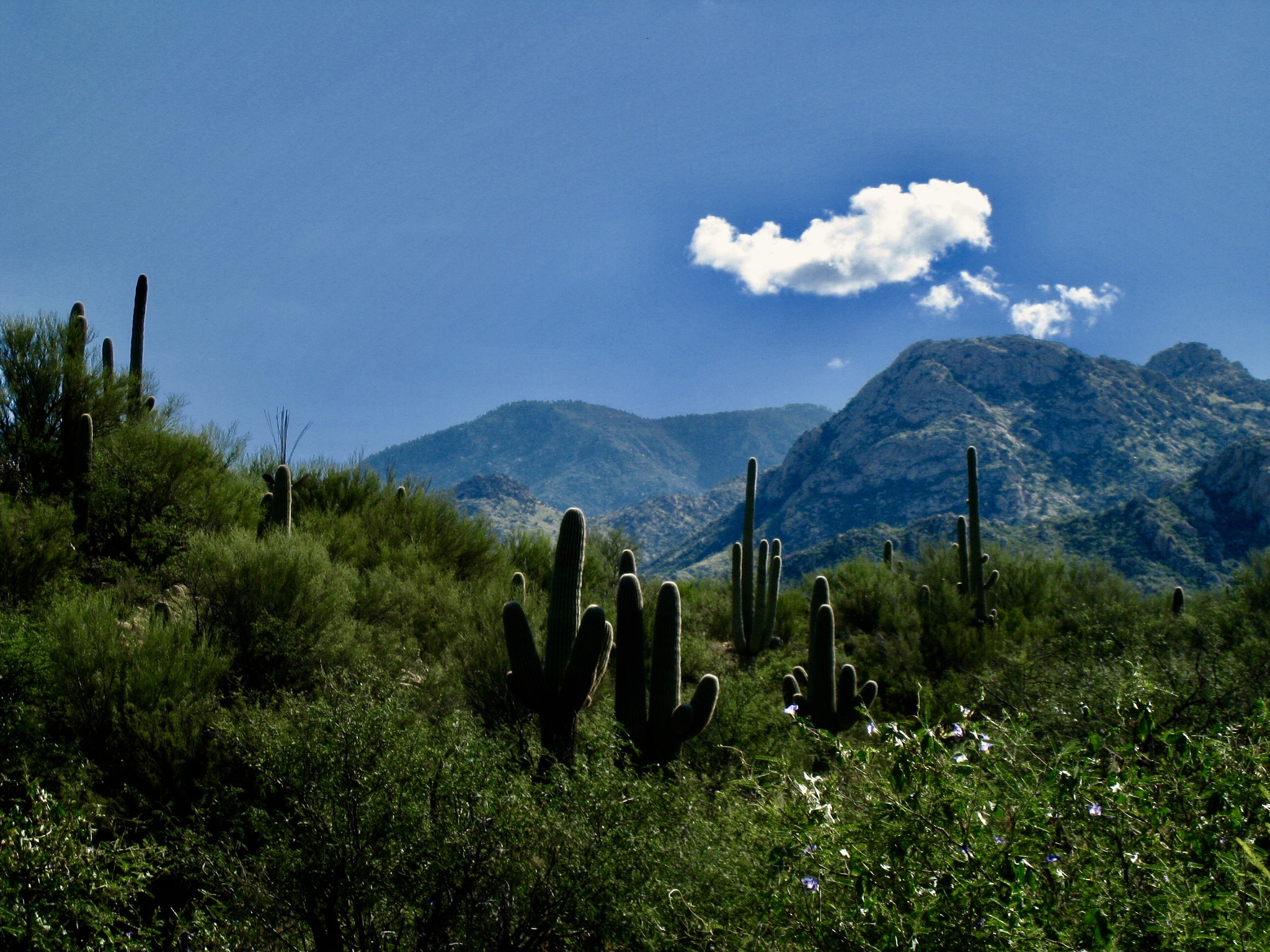 Canon POWERSHOT SD870 IS sample photo. Saguaros, catalina state park, pima county, arizona 2008 photography