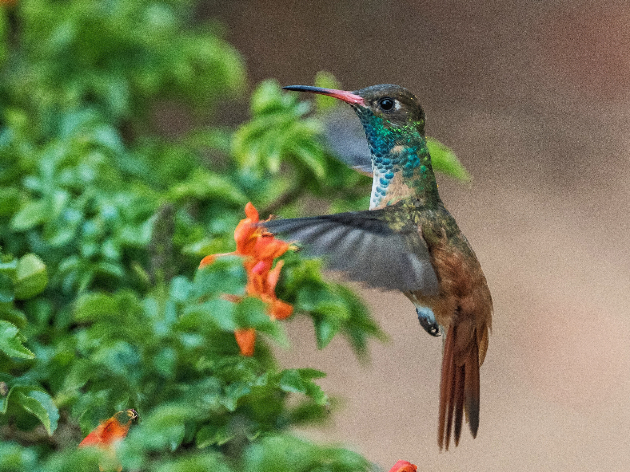 Olympus OM-D E-M5 II + OLYMPUS M.300mm F4.0 sample photo. Amazilia hummingbird closeup photography