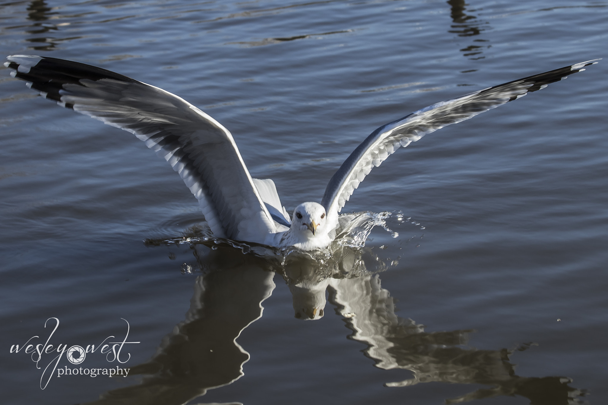 Canon EOS 80D sample photo. Seagull landing in water. photography