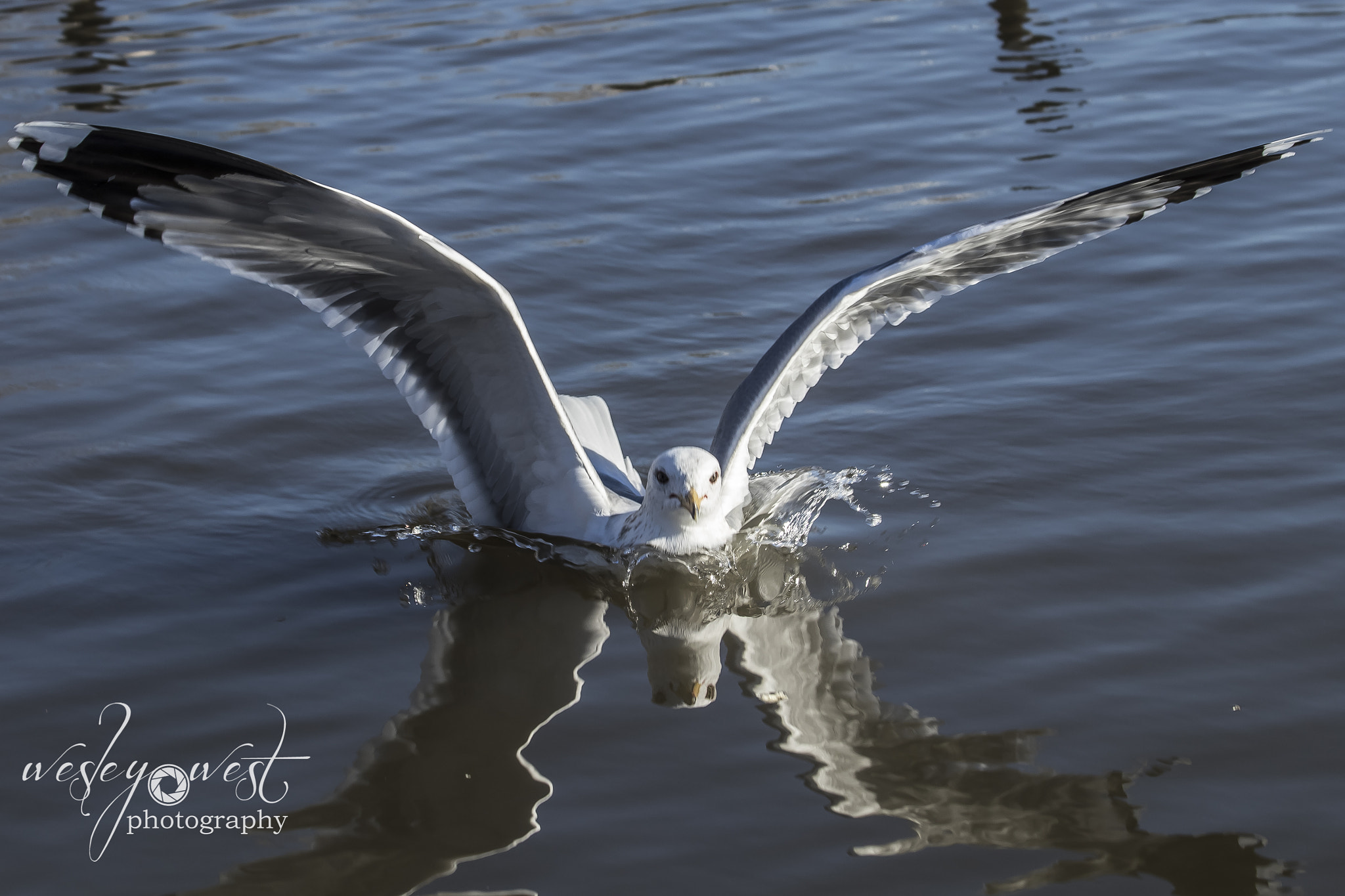 Canon EF 70-300mm F4-5.6 IS USM sample photo. Seagull landing in water. photography