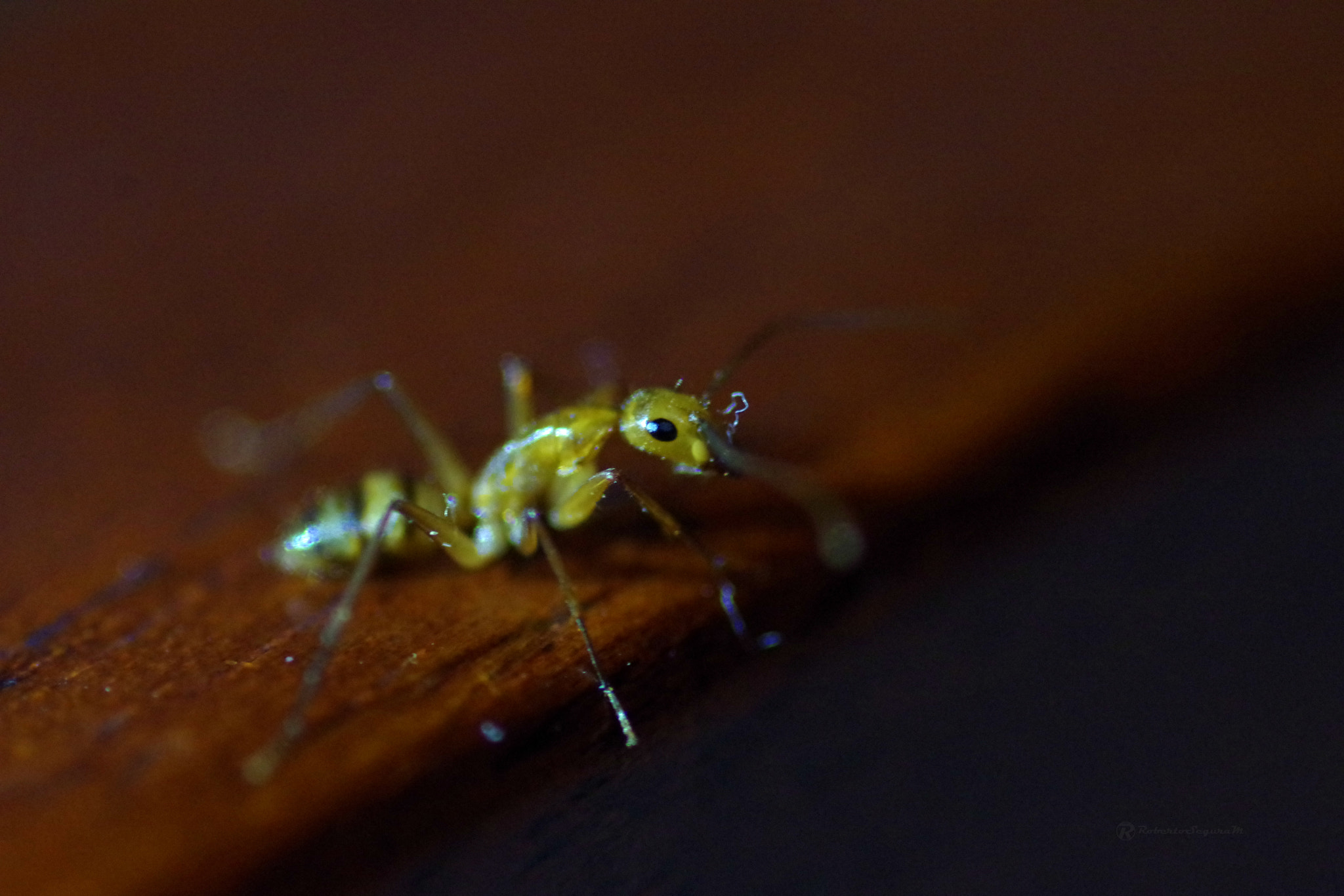 Pentax smc D-FA 100mm F2.8 Macro WR sample photo. Hormigueo photography