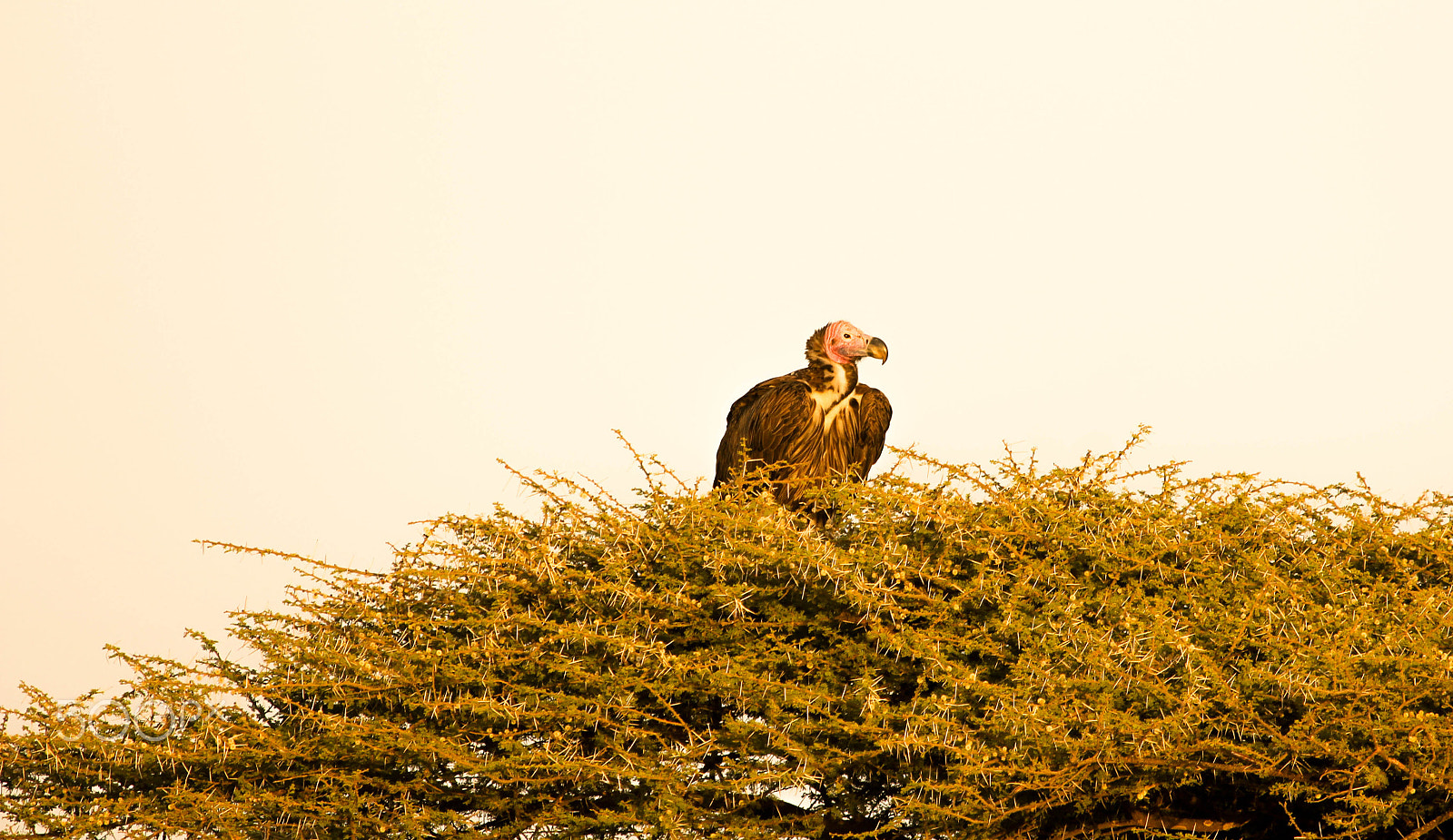Canon EF 100-400mm F4.5-5.6L IS USM sample photo. Vulture photography