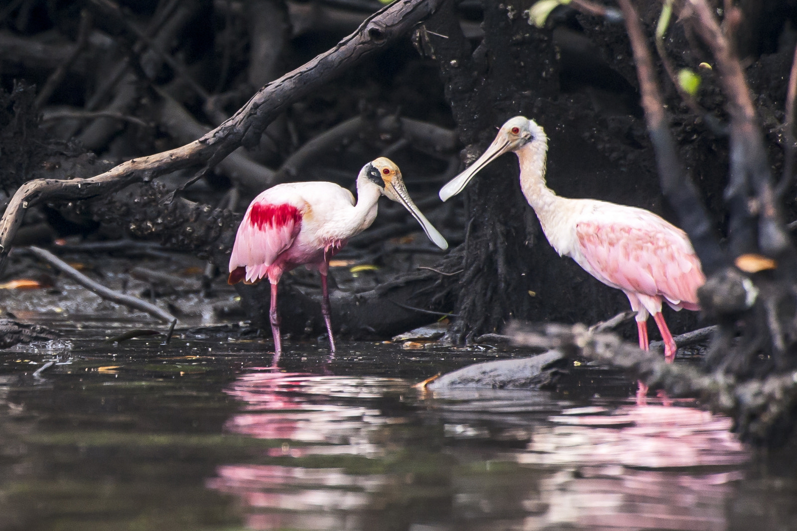 Nikon D700 sample photo. Colhereiro (platalea ajaja) | roseate spoonbill photography