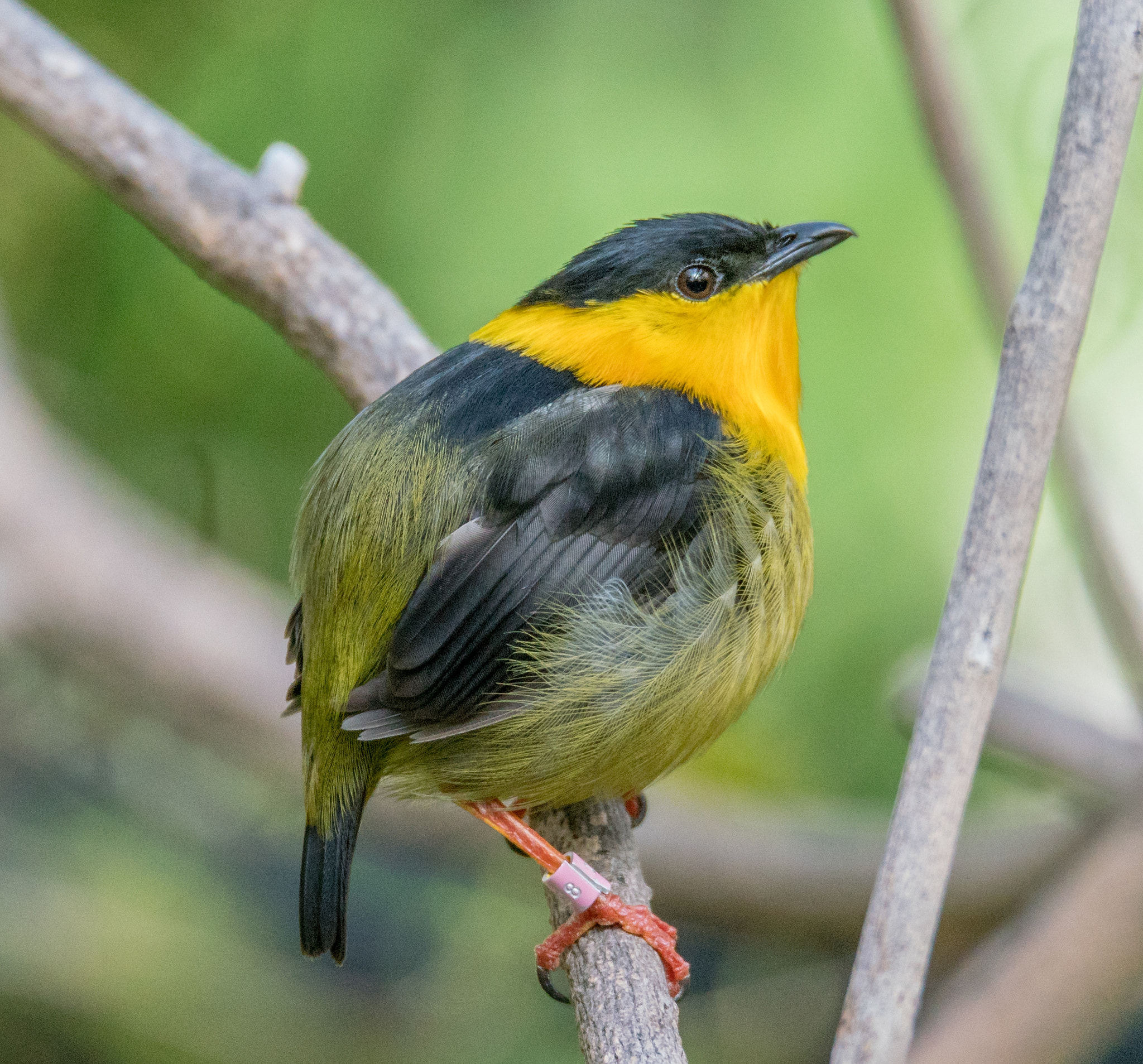 Sony a7R II + Tamron SP 150-600mm F5-6.3 Di VC USD sample photo. Golden-collared manakin photography
