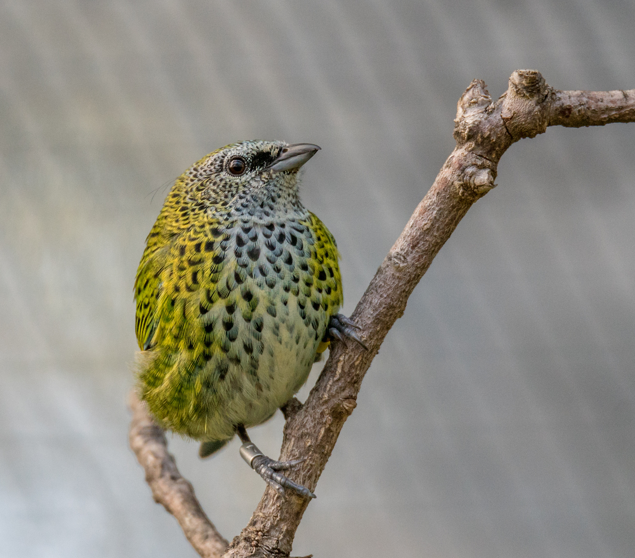 Sony a7R II + Tamron SP 150-600mm F5-6.3 Di VC USD sample photo. Spotted tanager photography