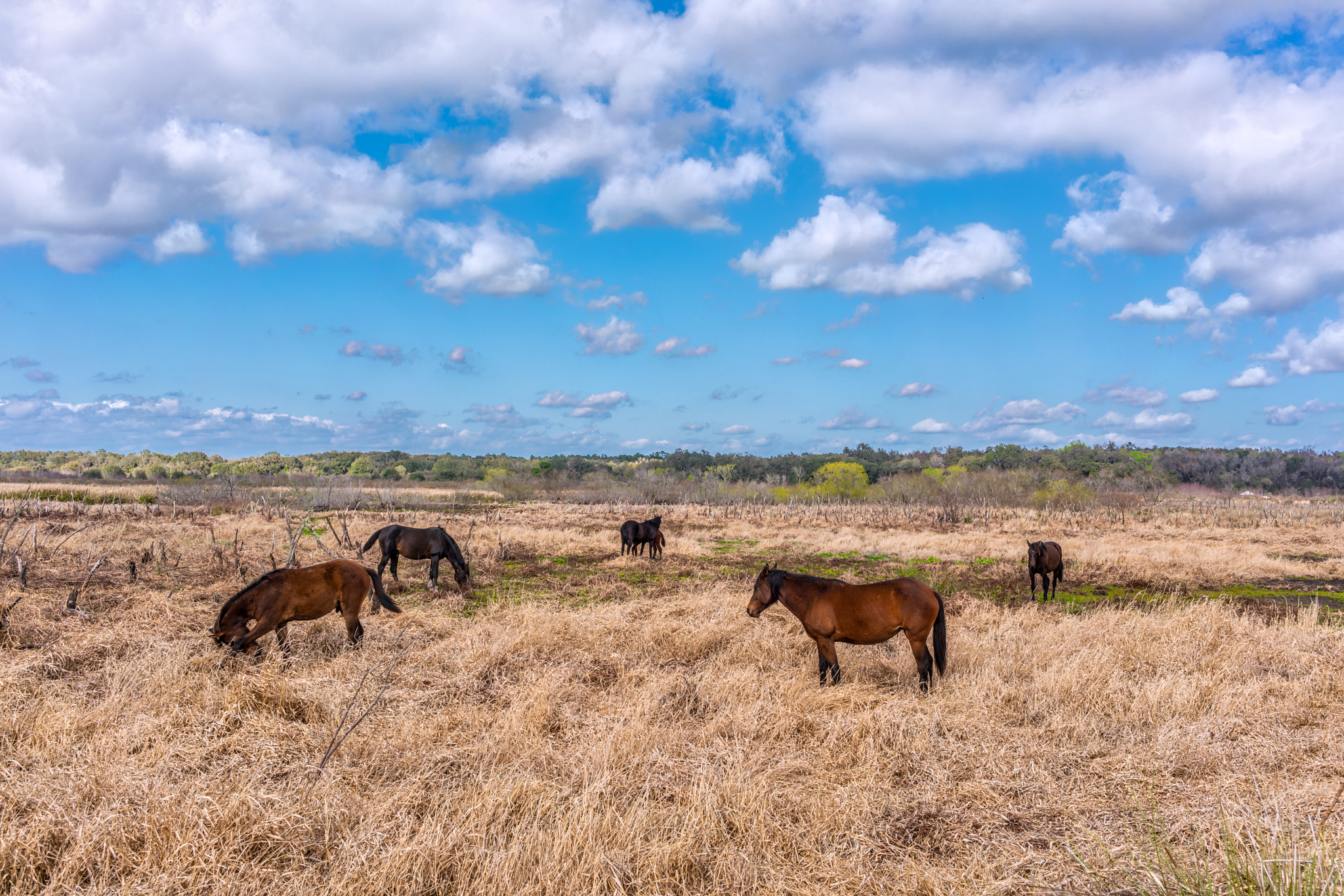 Sony a7R II + E 35mm F2 sample photo. Paynes prairie preserve state park  photography