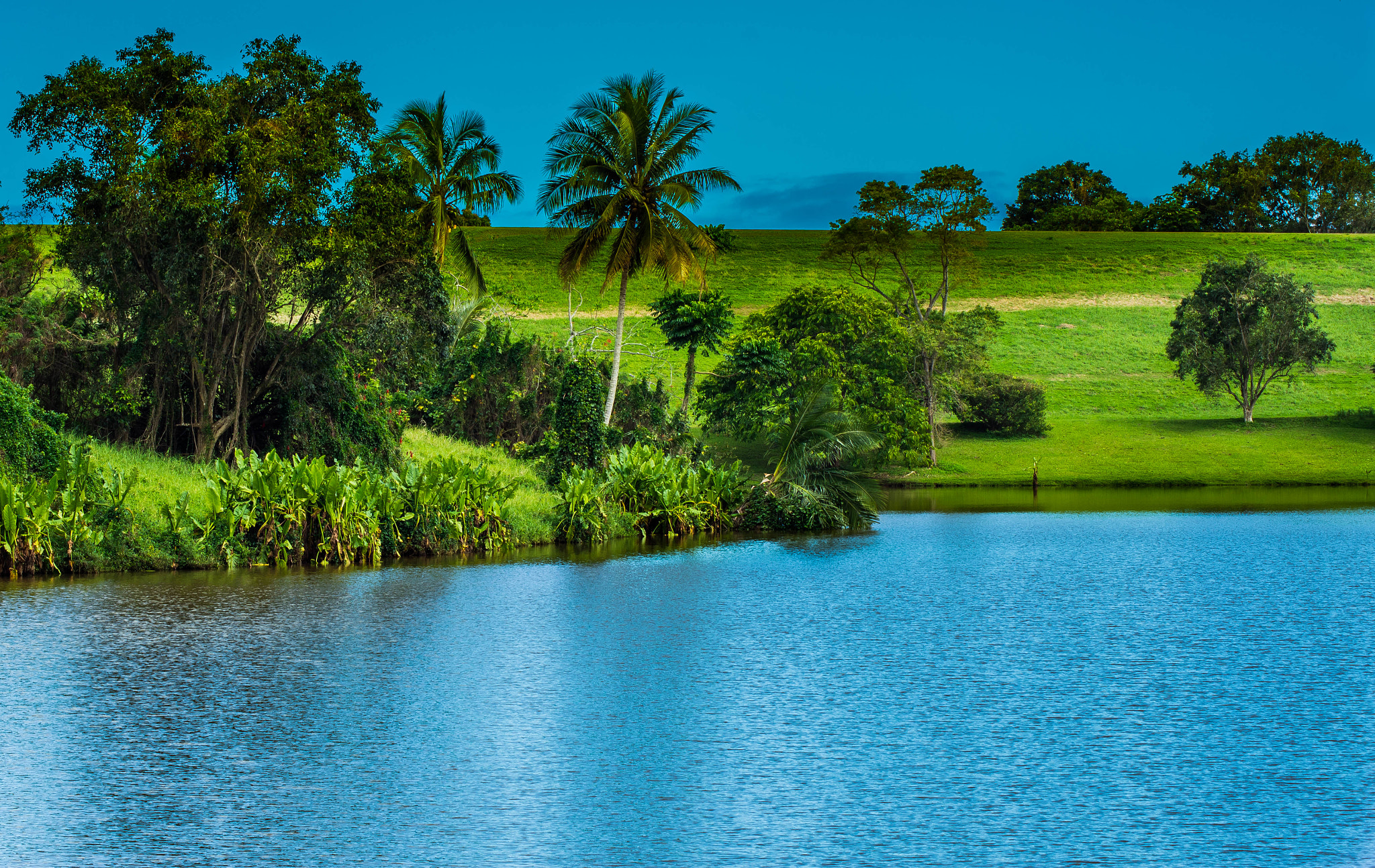 Nikon D7200 sample photo. Ho'omaluhia botanical garden photography