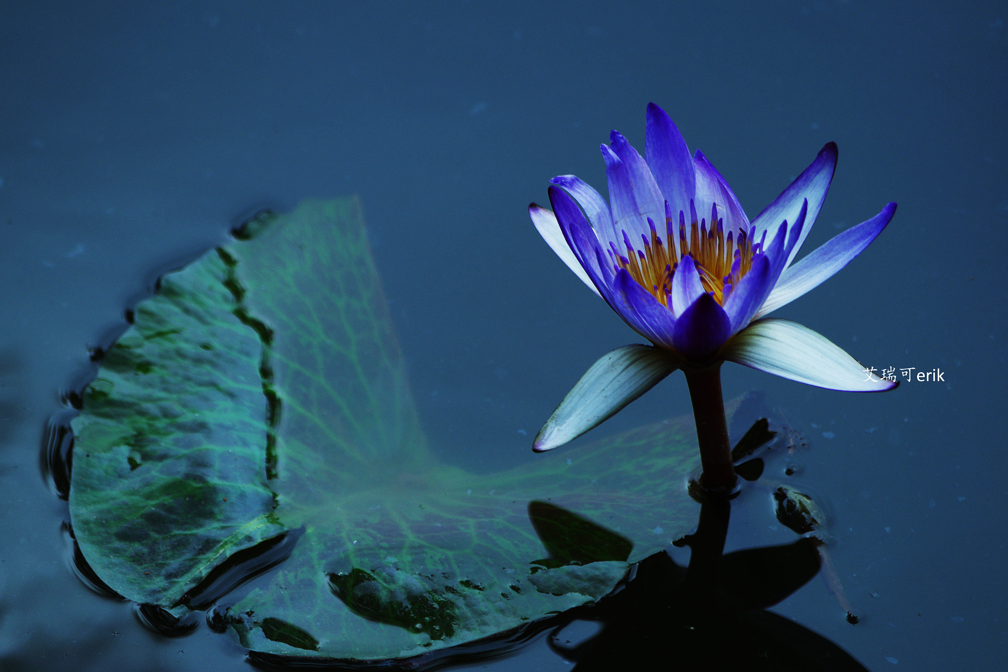 smc Pentax-DA L 50-200mm F4-5.6 ED WR sample photo. 睡莲三两事 the lotus 32 things photography