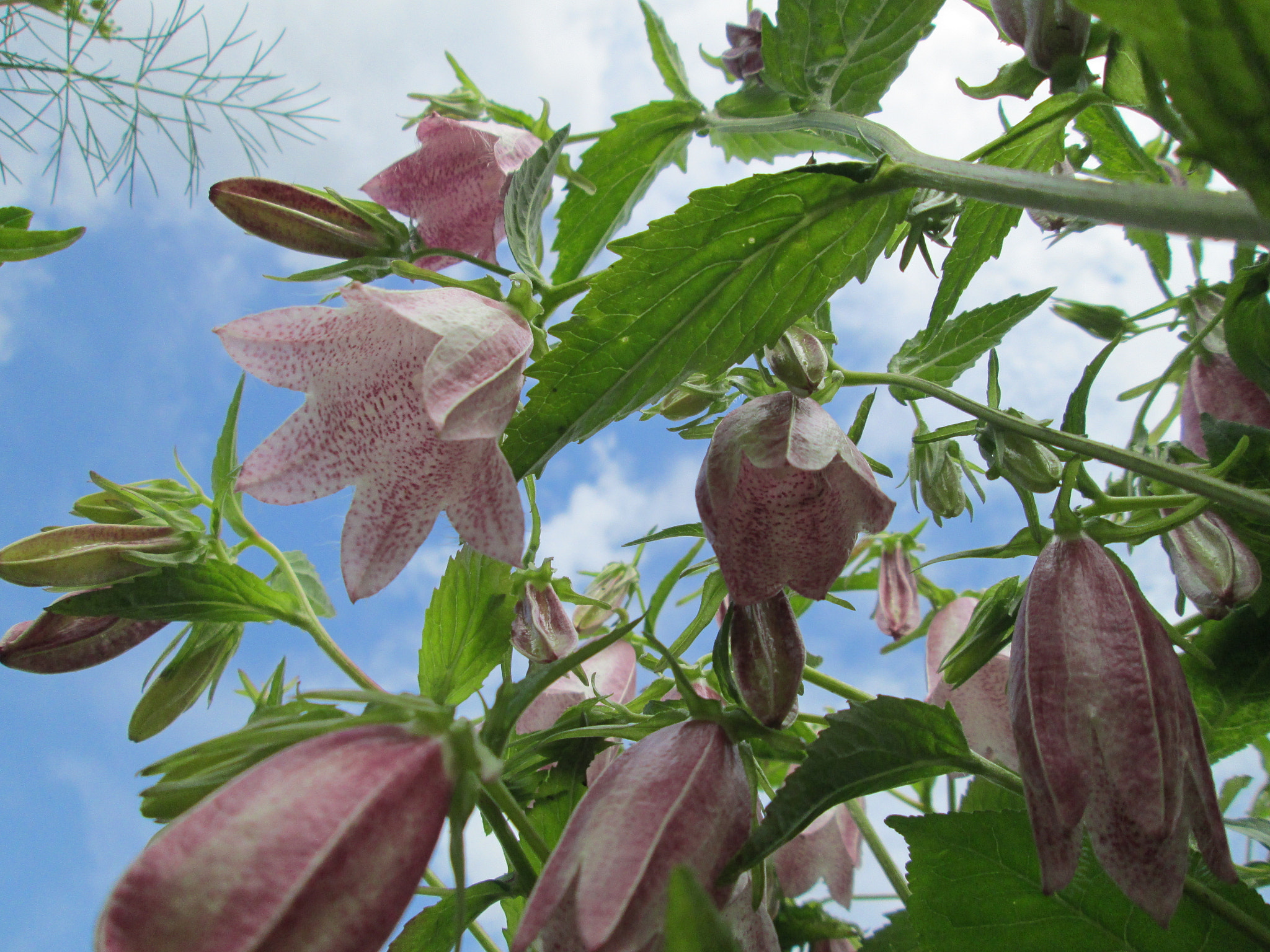 Canon PowerShot A3400 IS sample photo. Campanula photography