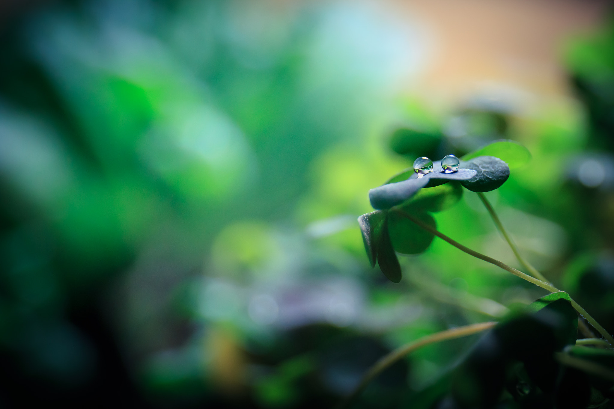 Canon EF 24-70mm F4L IS USM sample photo. Oxalis photography