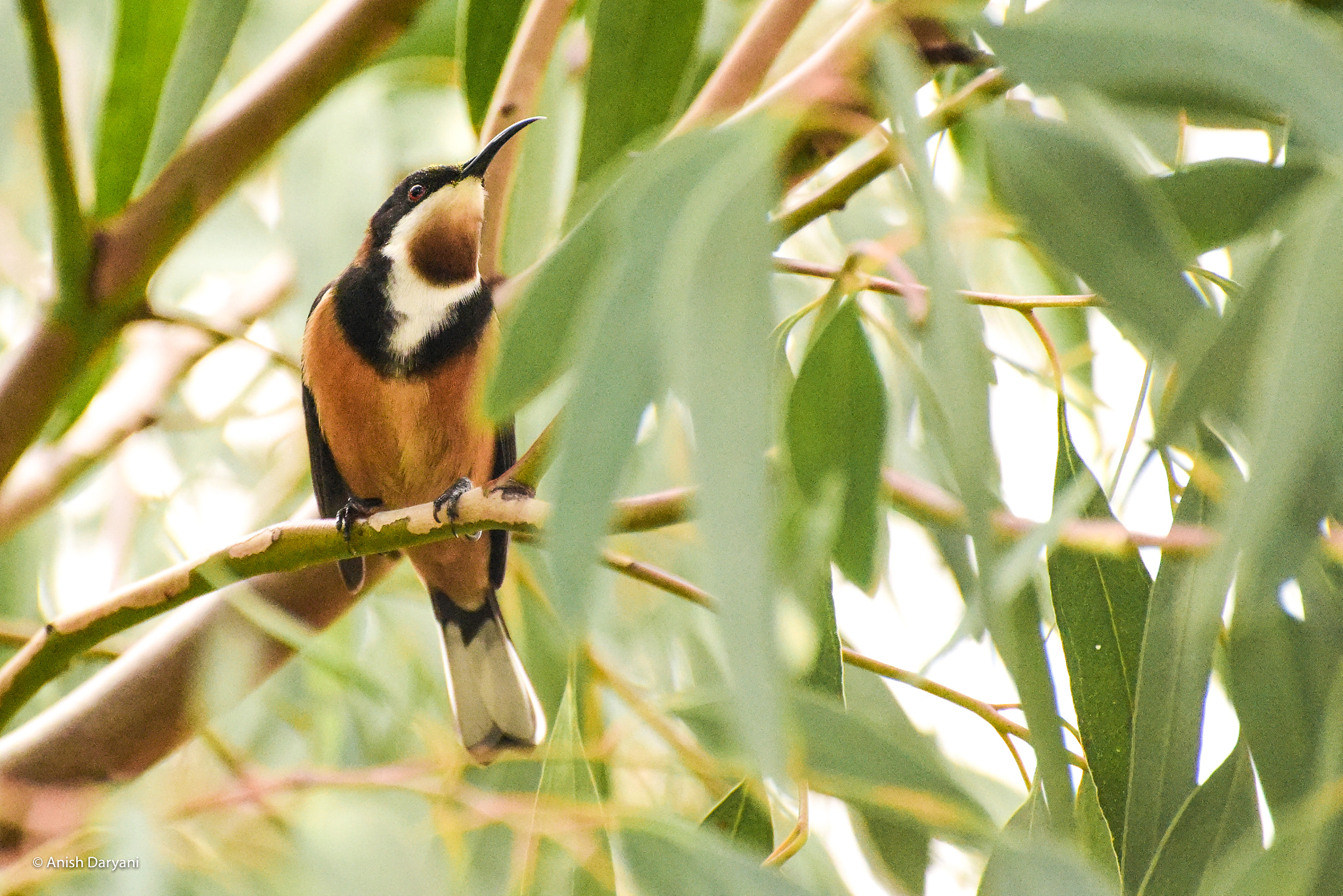 Nikon D810 sample photo. Eastern spinebill photography