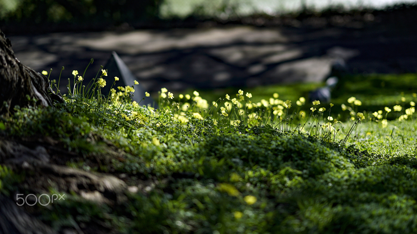 Sony a7S II + Sony FE 85mm F1.4 GM sample photo. Beautiful sunday photography