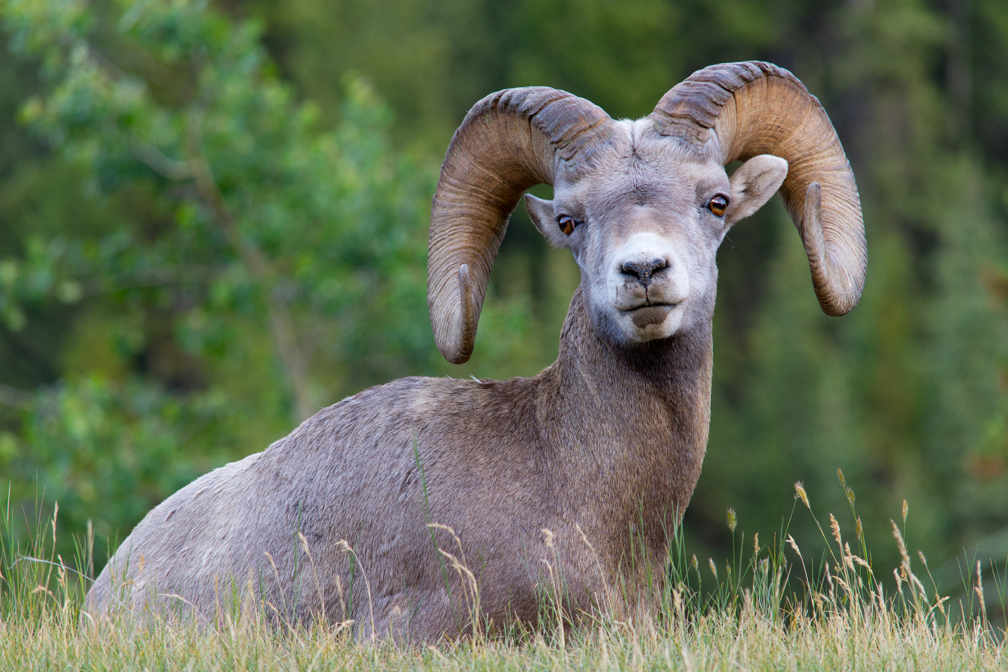 Nikon D600 sample photo. Bighorn sheep in banff photography