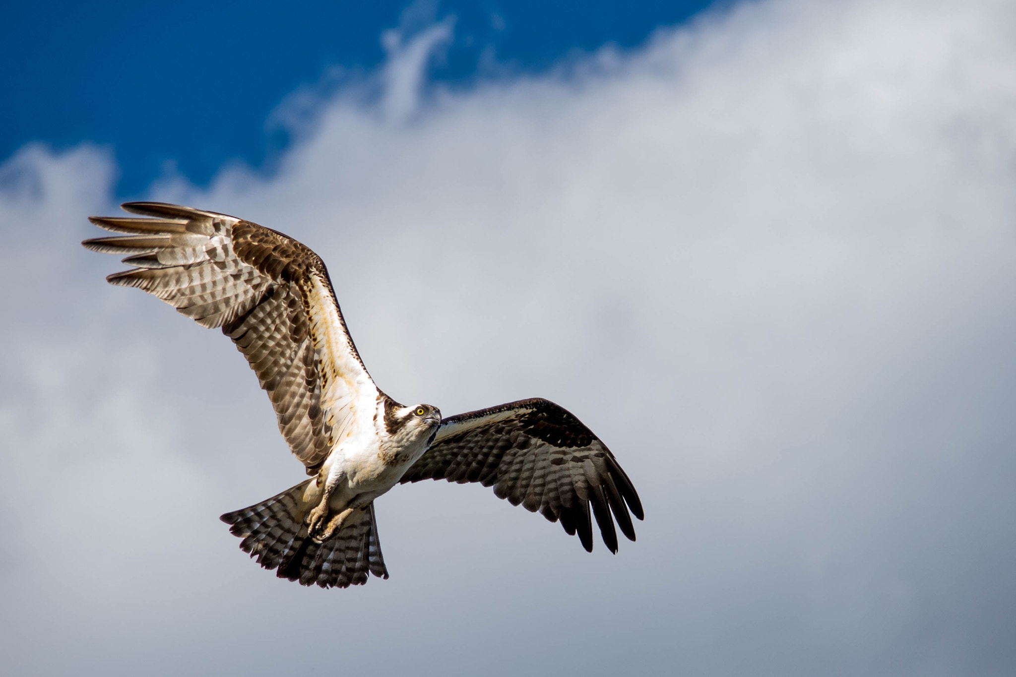 Nikon D600 sample photo. Eagle in banff photography