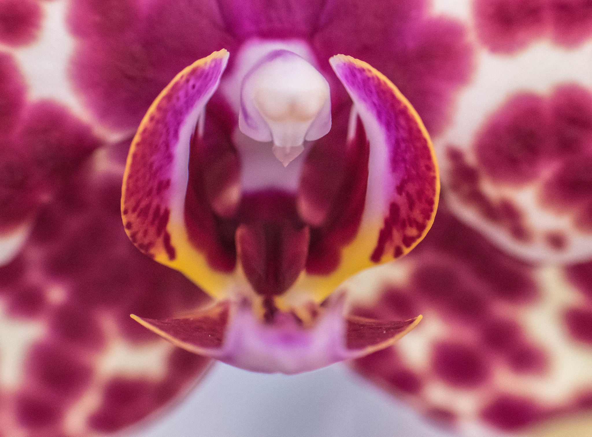 Nikon AF-S Micro-Nikkor 105mm F2.8G IF-ED VR sample photo. Amazing orquid photography