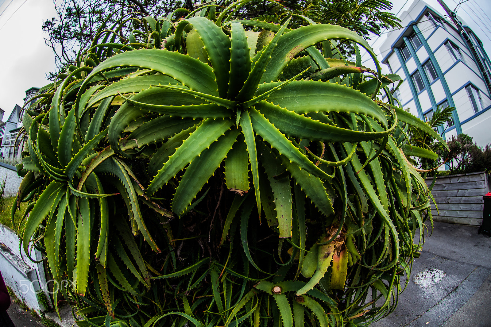 Nikon AF DX Fisheye-Nikkor 10.5mm F2.8G ED sample photo. Green photography