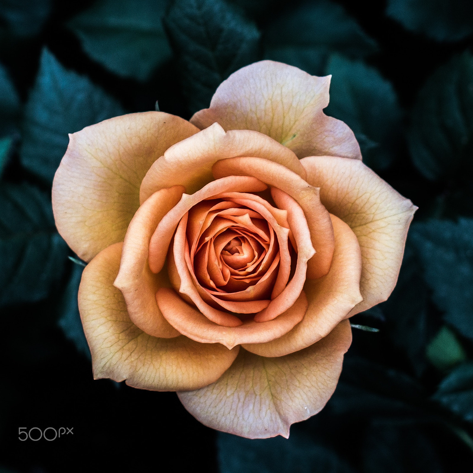 Canon EF 40mm F2.8 STM sample photo