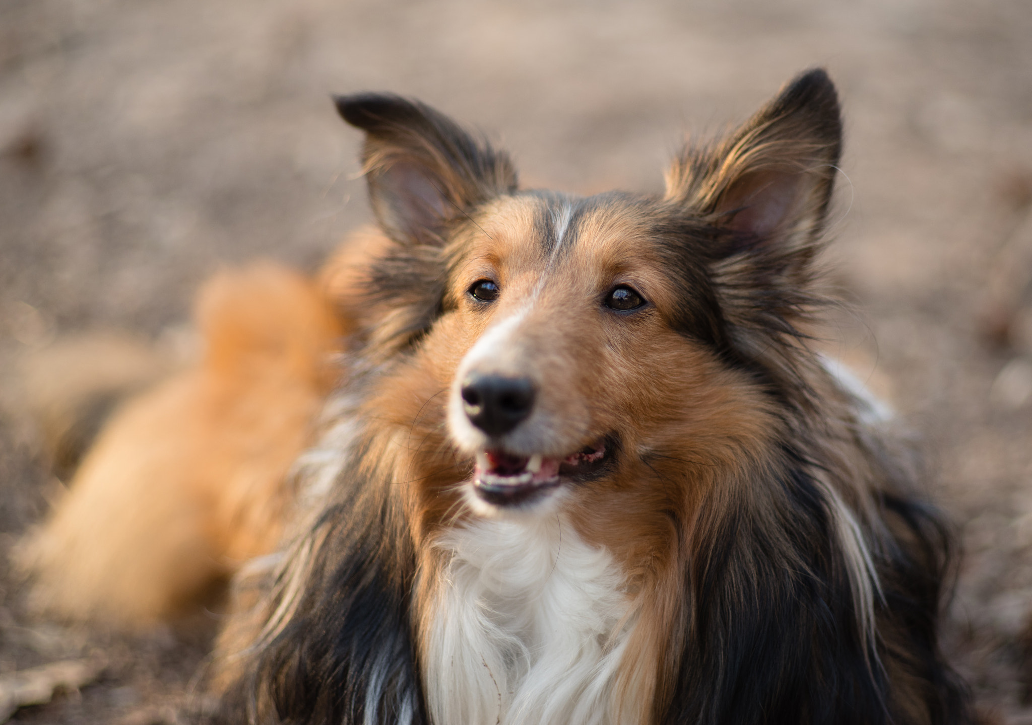 Pentax K-1 sample photo. "cass" portrait photography