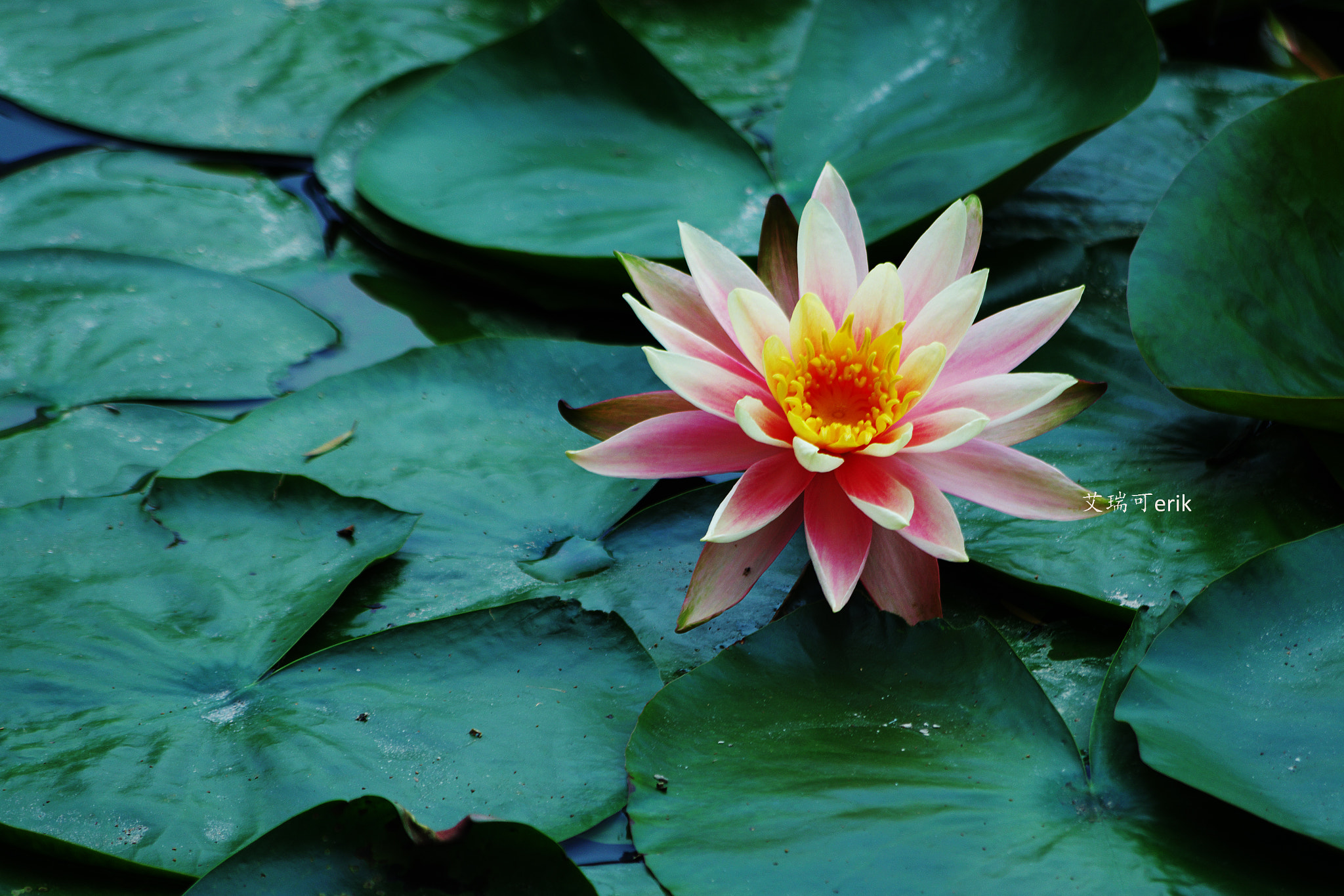smc Pentax-DA L 50-200mm F4-5.6 ED WR sample photo. 睡莲三两事 the lotus 32 things photography