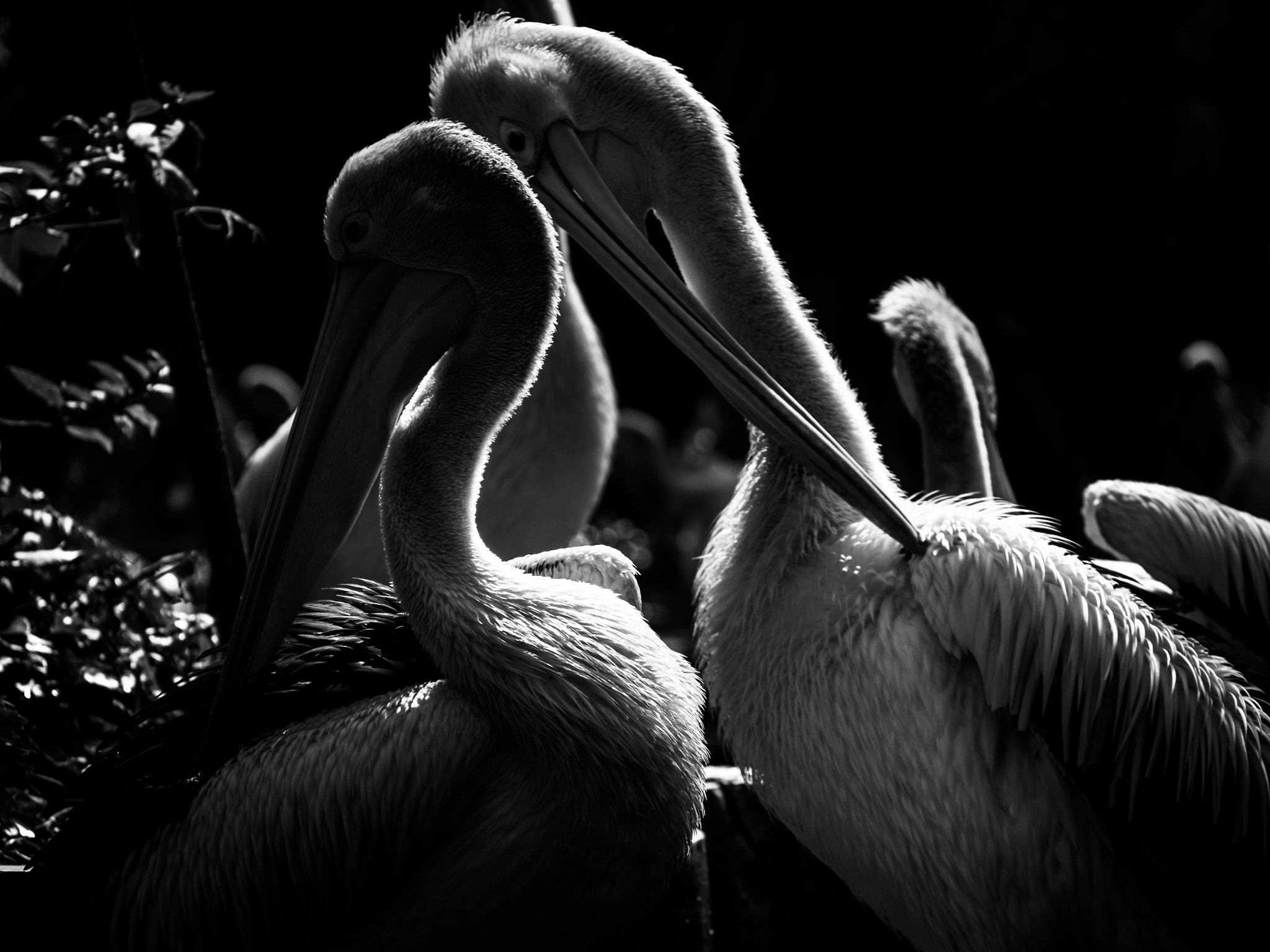 Olympus PEN E-P5 sample photo. Pelicans photography