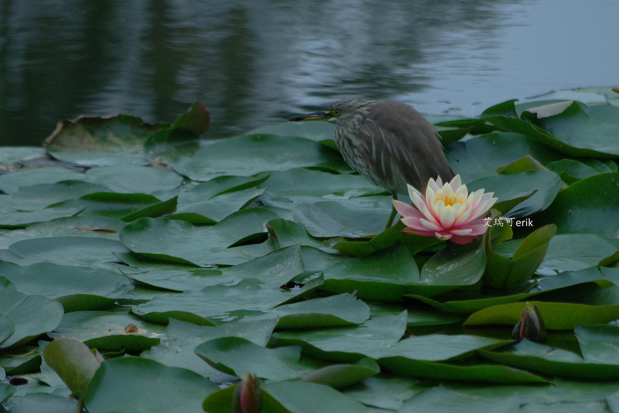 Pentax K-S2 sample photo. 睡莲三两事 the lotus 32 things photography