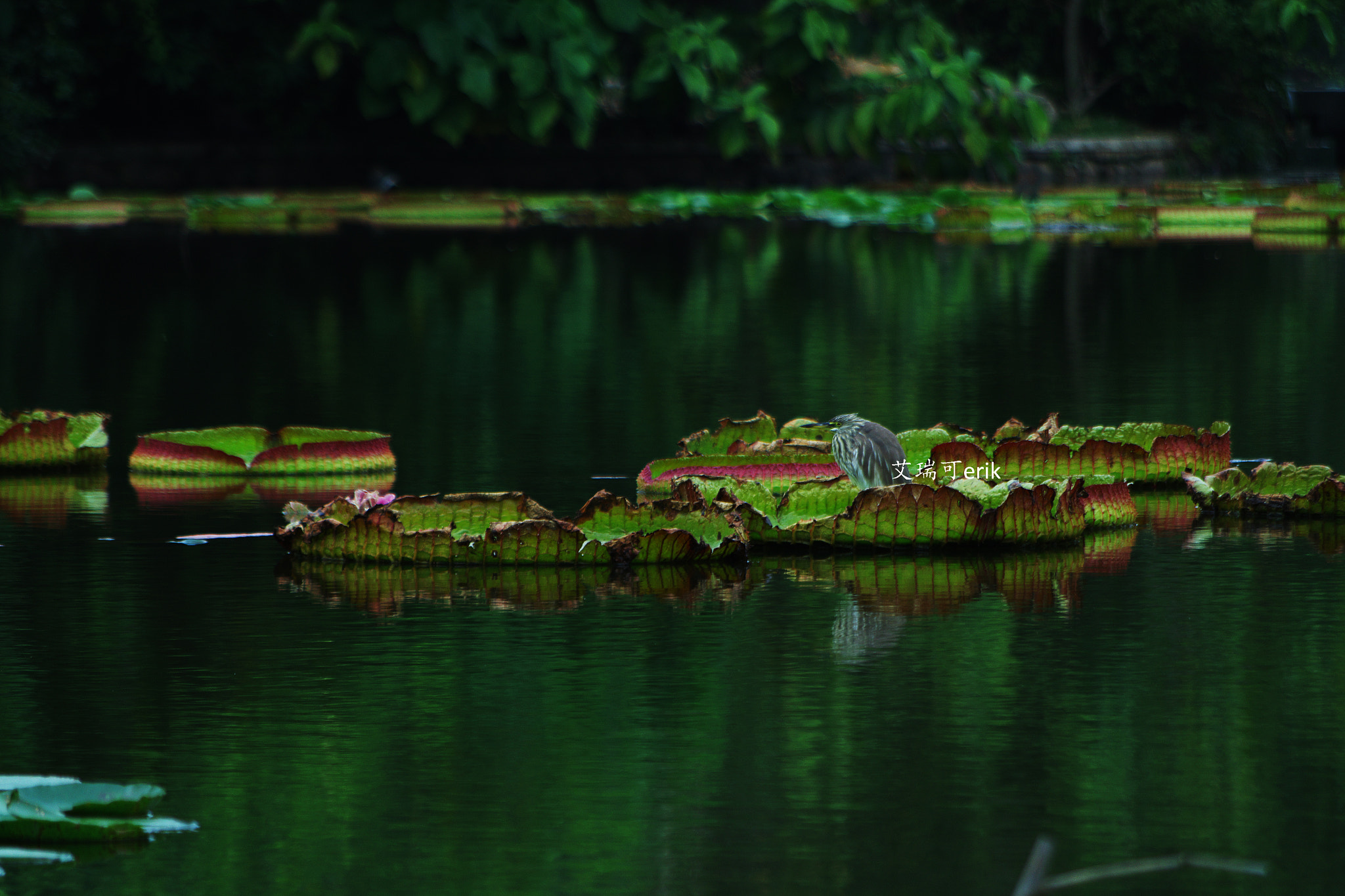 Pentax K-S2 sample photo. 睡莲三两事 the lotus 32 things photography