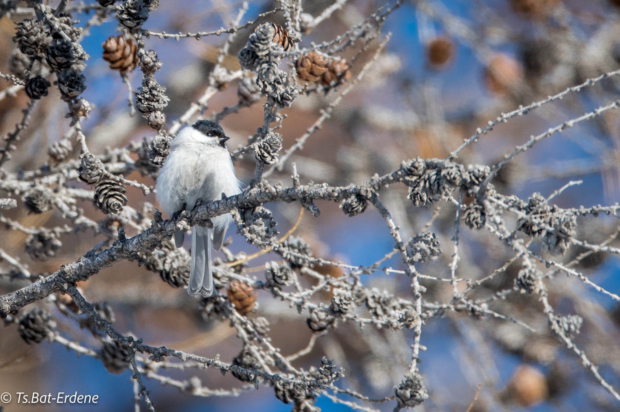 Nikon D810 + Nikon AF-S Nikkor 600mm F4E FL ED VR sample photo. P16_9253-2.jpg photography