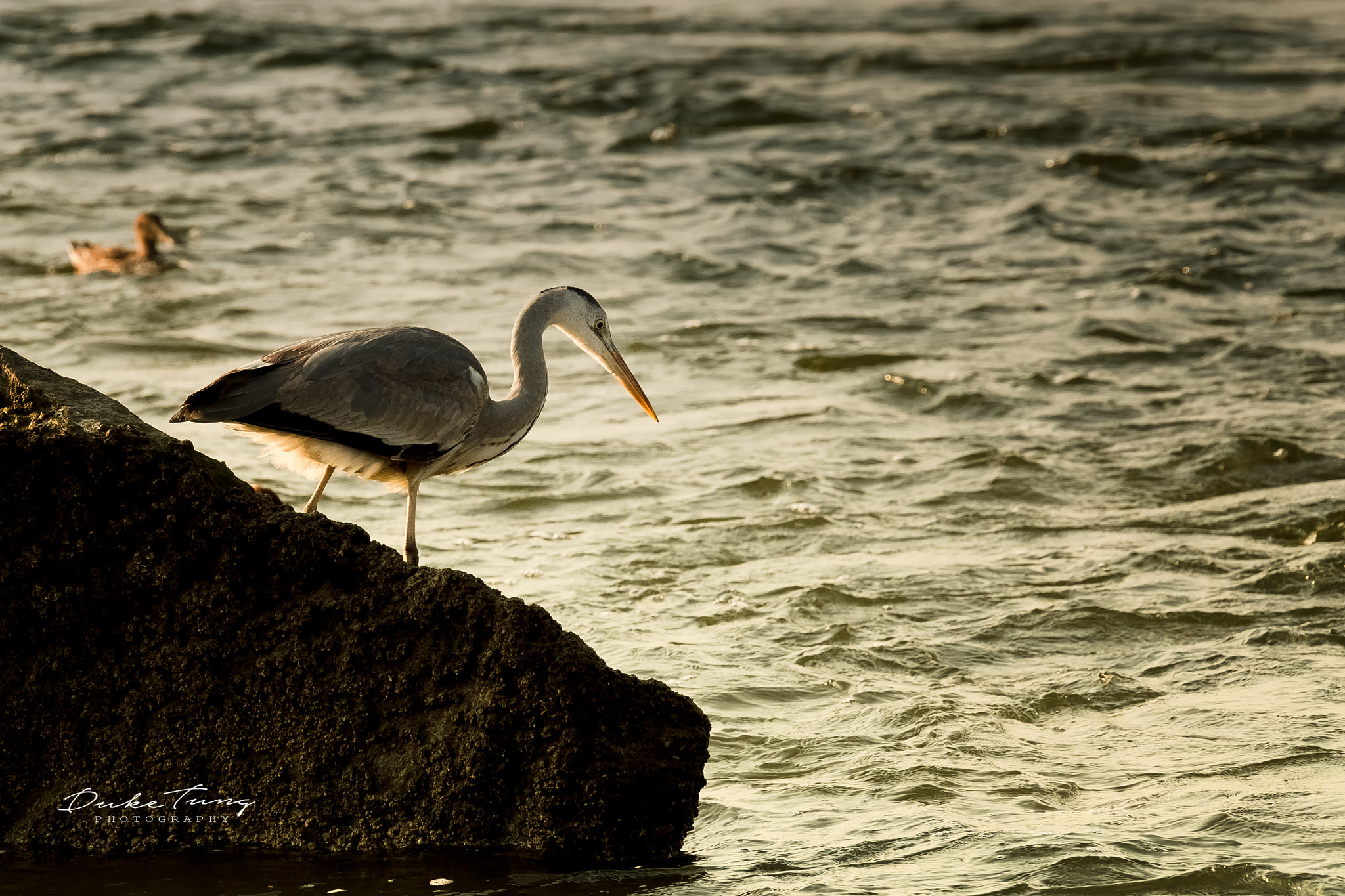 Canon EF 28-300mm F3.5-5.6L IS USM sample photo. 观潮 photography
