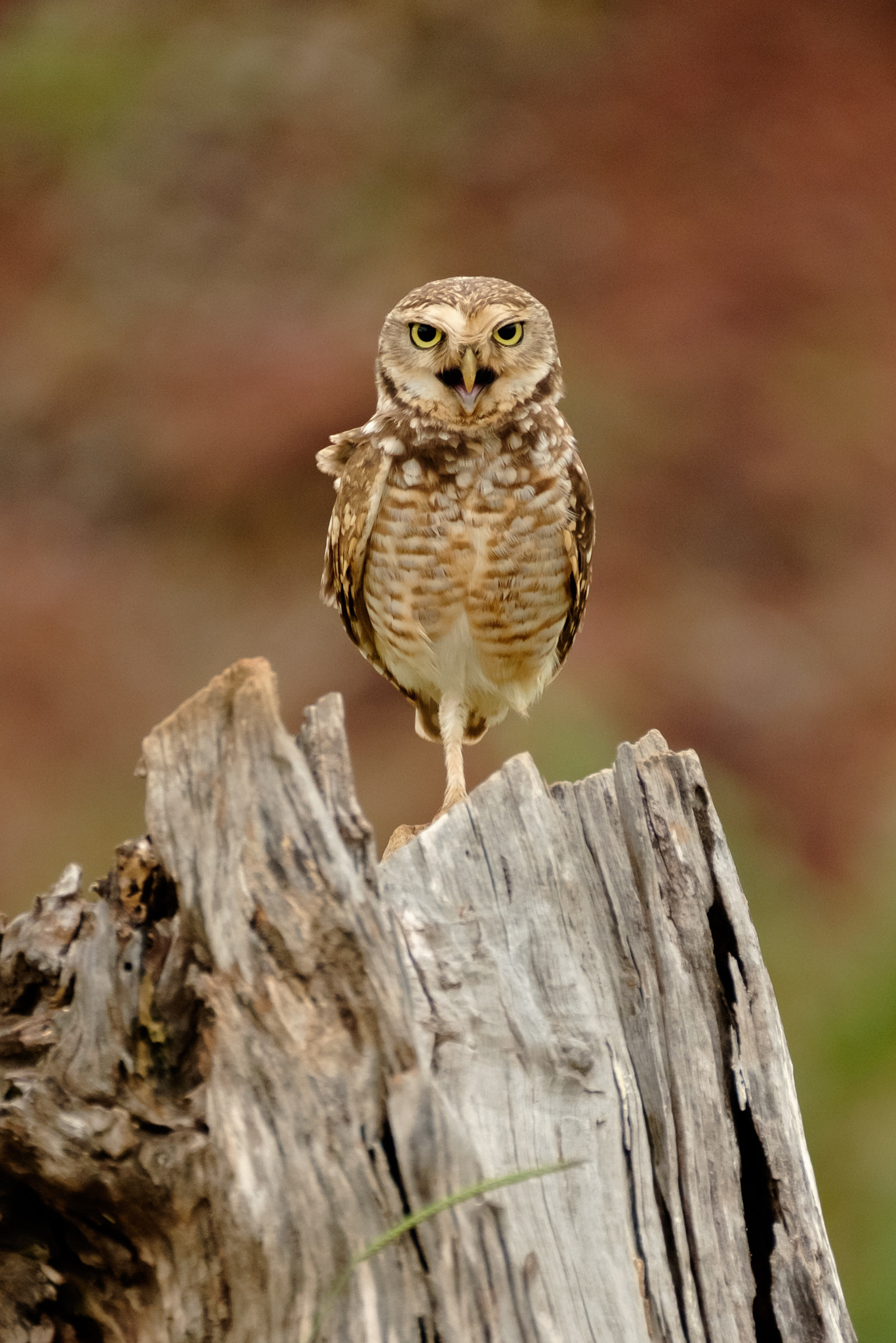 Fujifilm XF 100-400mm F4.5-5.6 R LM OIS WR sample photo. Coruja buraqueira photography