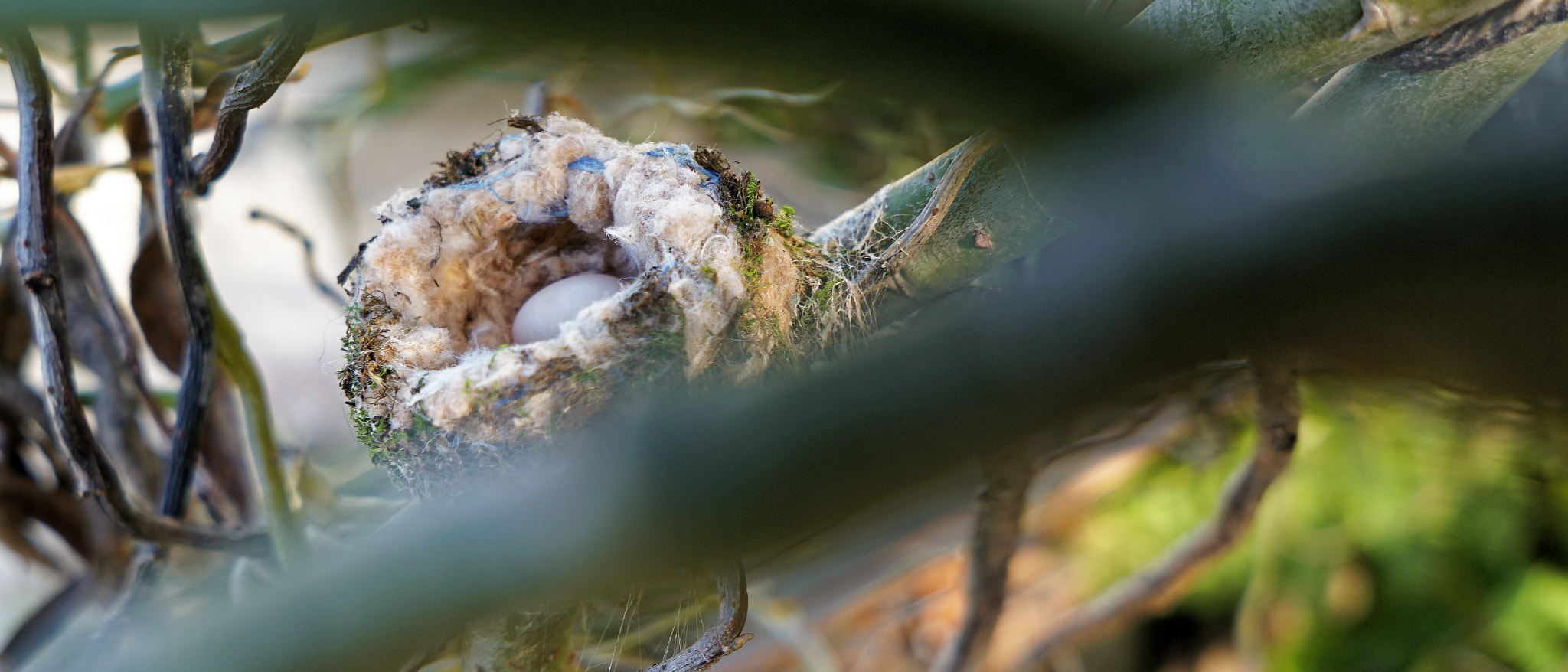 Sony E 20mm F2.8 sample photo. Hummingbird nest 5/52 photography