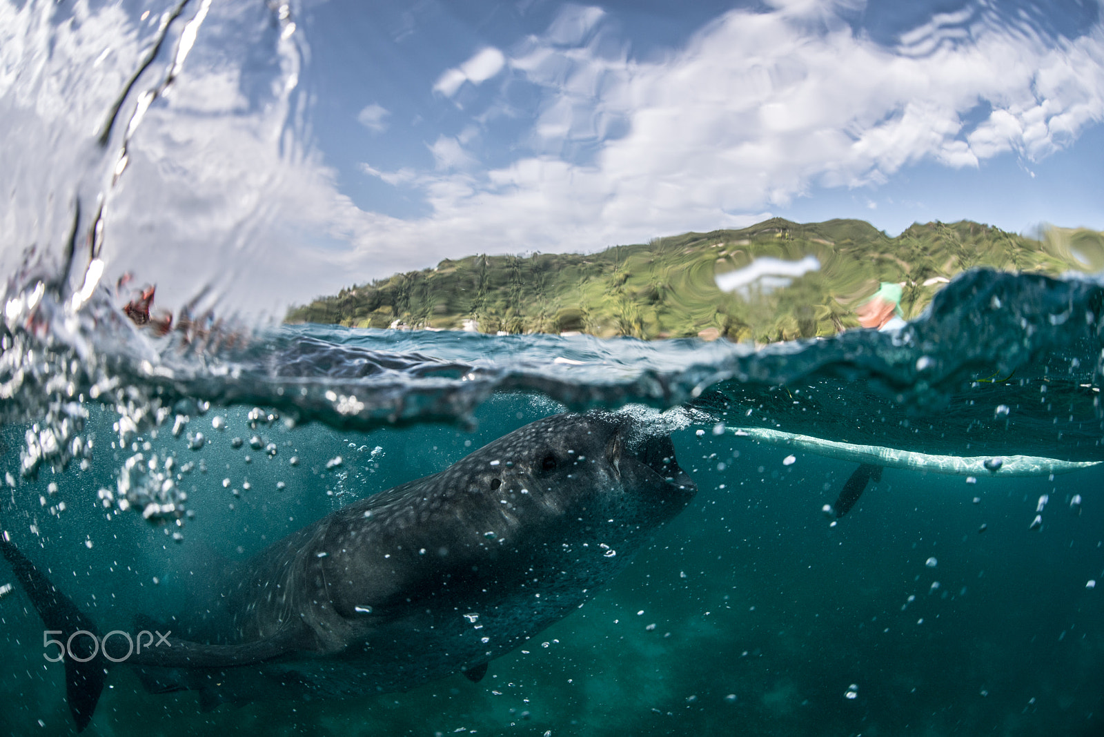 Nikon D800 + Sigma 15mm F2.8 EX DG Diagonal Fisheye sample photo. Whale shark photography