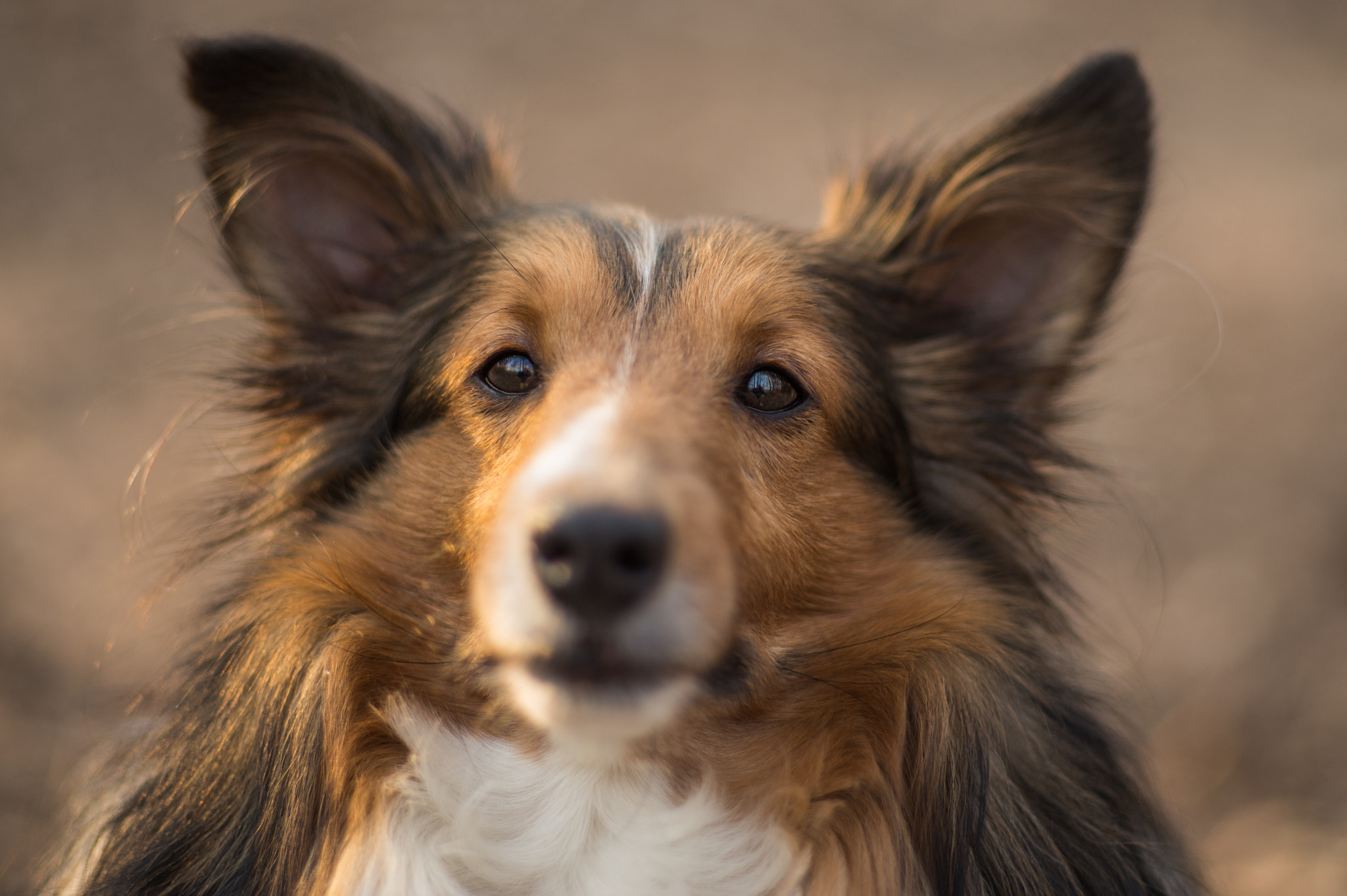 Pentax K-1 sample photo. Cass looking at camera photography