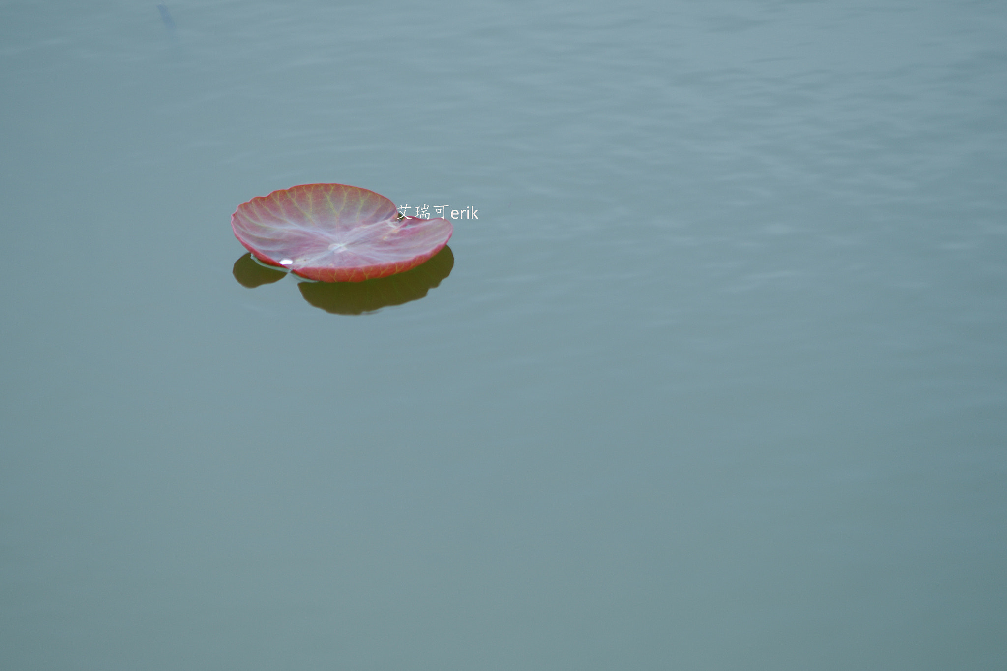 smc Pentax-DA L 50-200mm F4-5.6 ED WR sample photo. 睡莲三两事 the lotus 32 things photography