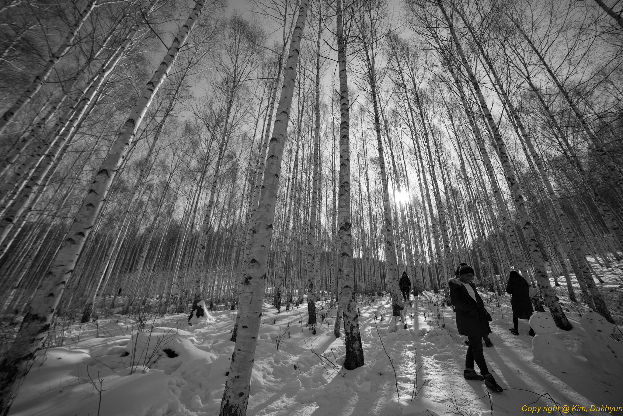 Pentax K-1 sample photo. Strolling in the birch forest photography