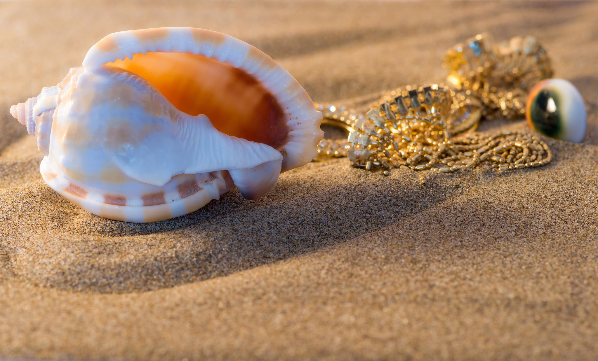 Sony Alpha DSLR-A850 + Minolta AF 100mm F2.8 Macro [New] sample photo. Shell on the beach. photography