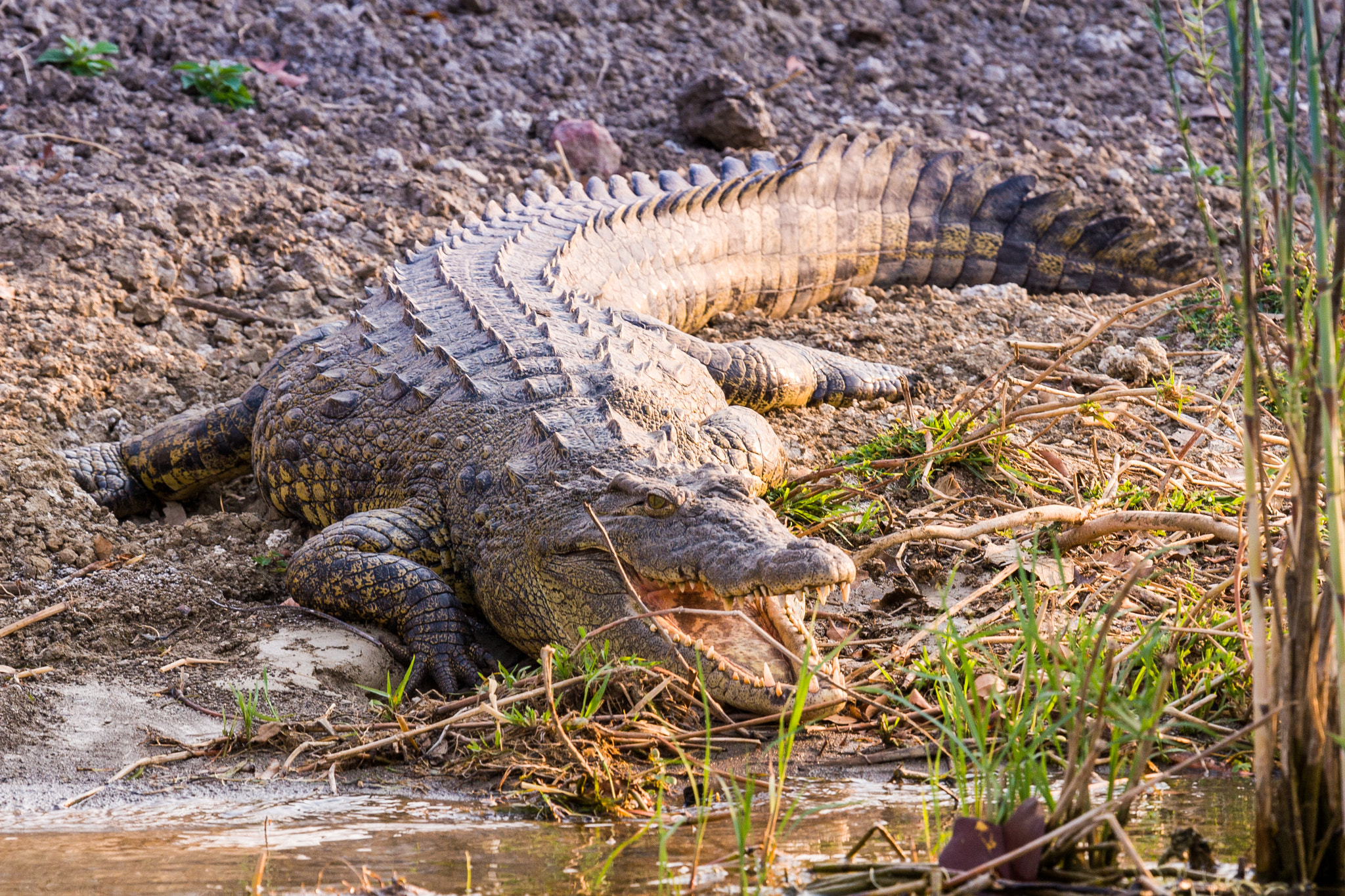 Canon EOS 30D + Canon EF 100-400mm F4.5-5.6L IS USM sample photo. Crocodile photography