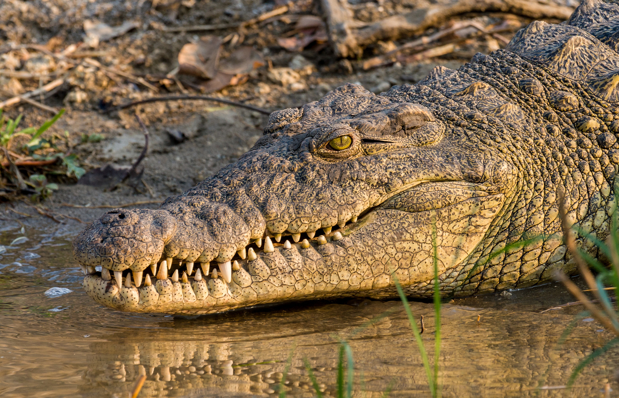 Canon EOS 30D + Canon EF 100-400mm F4.5-5.6L IS USM sample photo. Crocodile photography