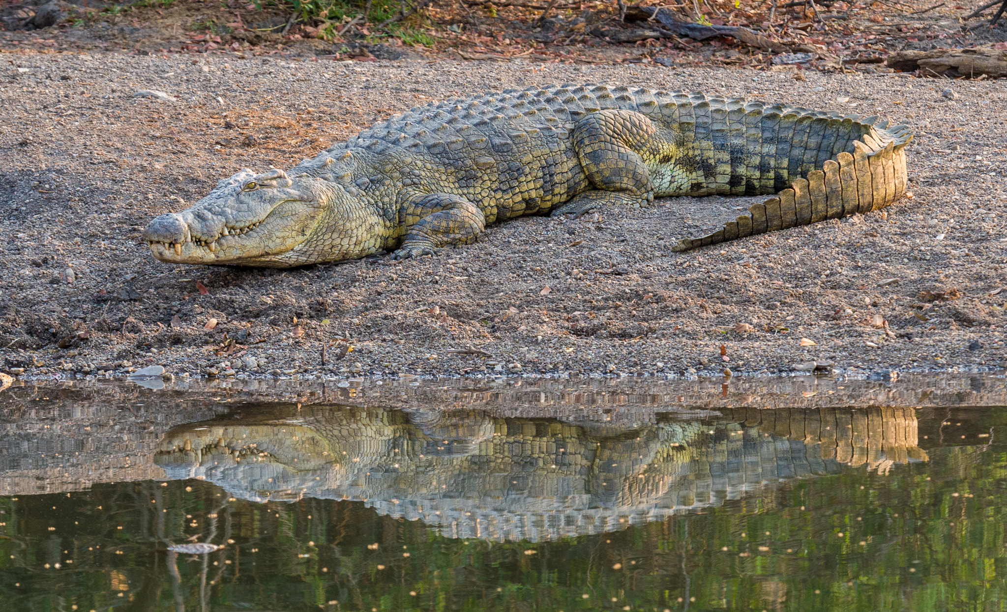 Canon EOS 30D + Canon EF 100-400mm F4.5-5.6L IS USM sample photo. Crocodile photography