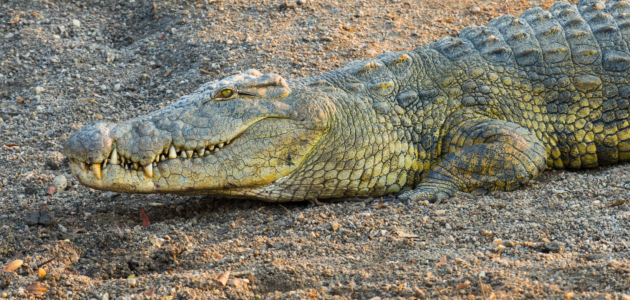 Canon EOS 30D + Canon EF 100-400mm F4.5-5.6L IS USM sample photo. Crocodile photography