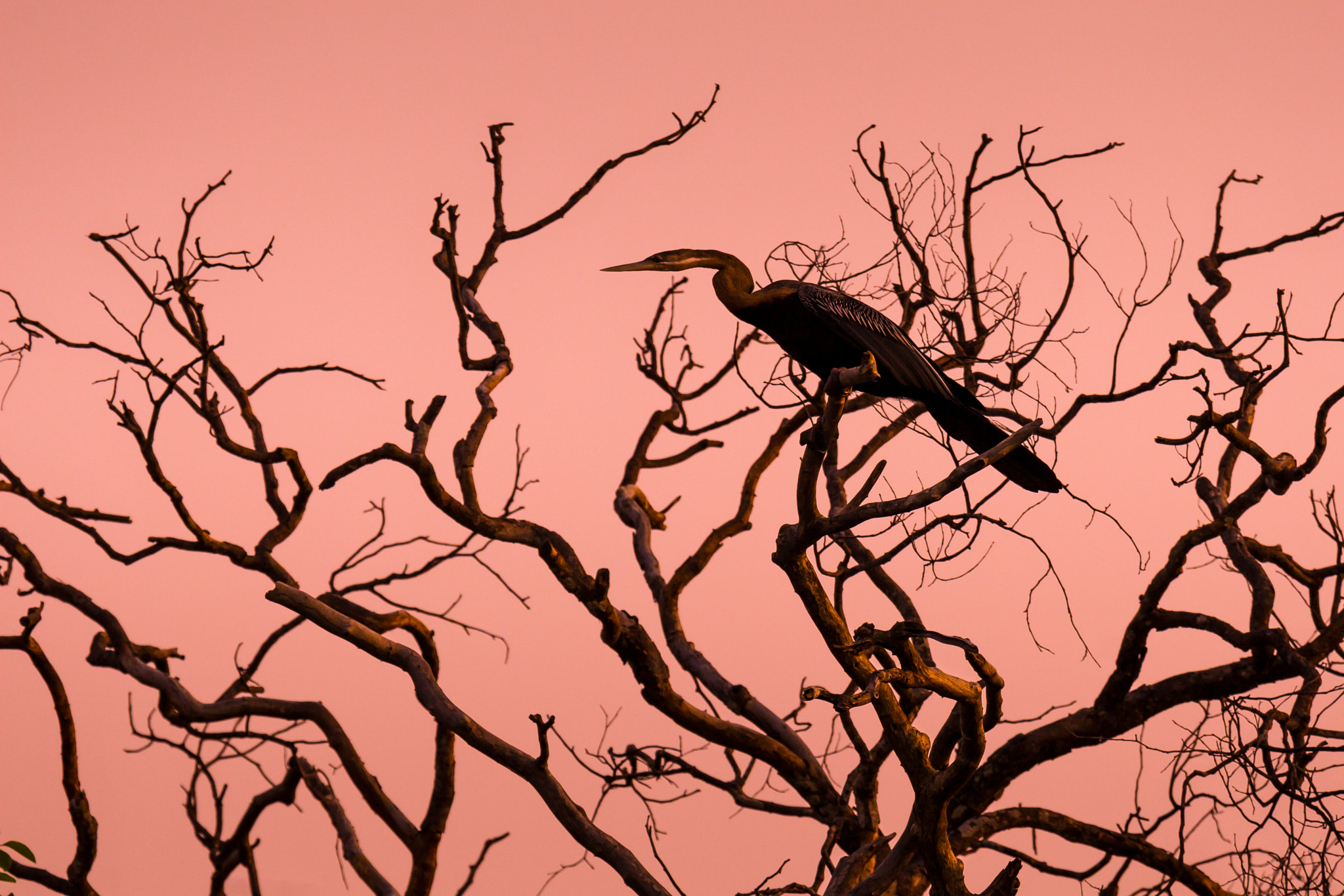 Canon EOS 30D + Canon EF 100-400mm F4.5-5.6L IS USM sample photo. African darter photography