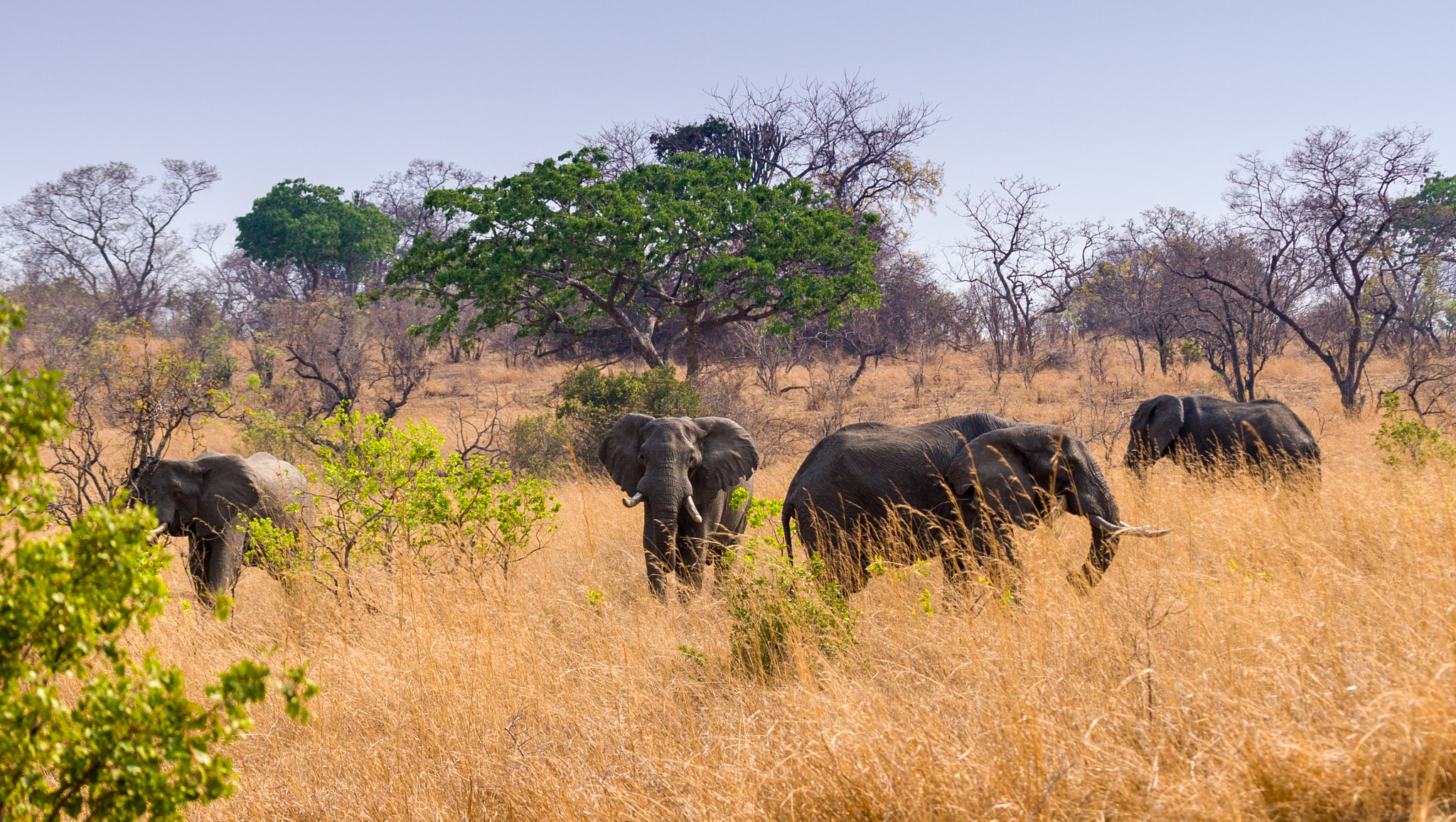 Canon EOS 30D + Canon EF 100-400mm F4.5-5.6L IS USM sample photo. Elephants photography