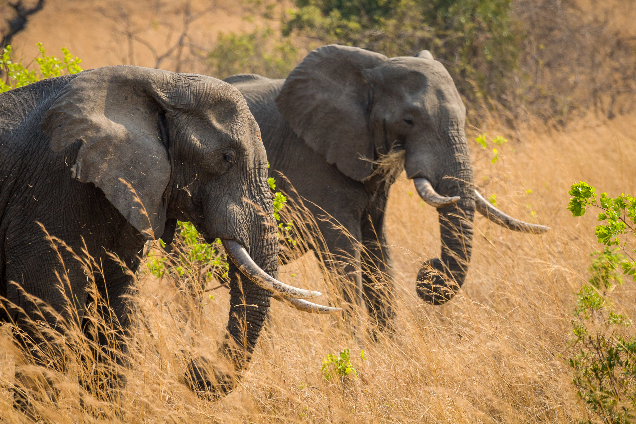 Canon EF 100-400mm F4.5-5.6L IS USM sample photo. Elephants photography