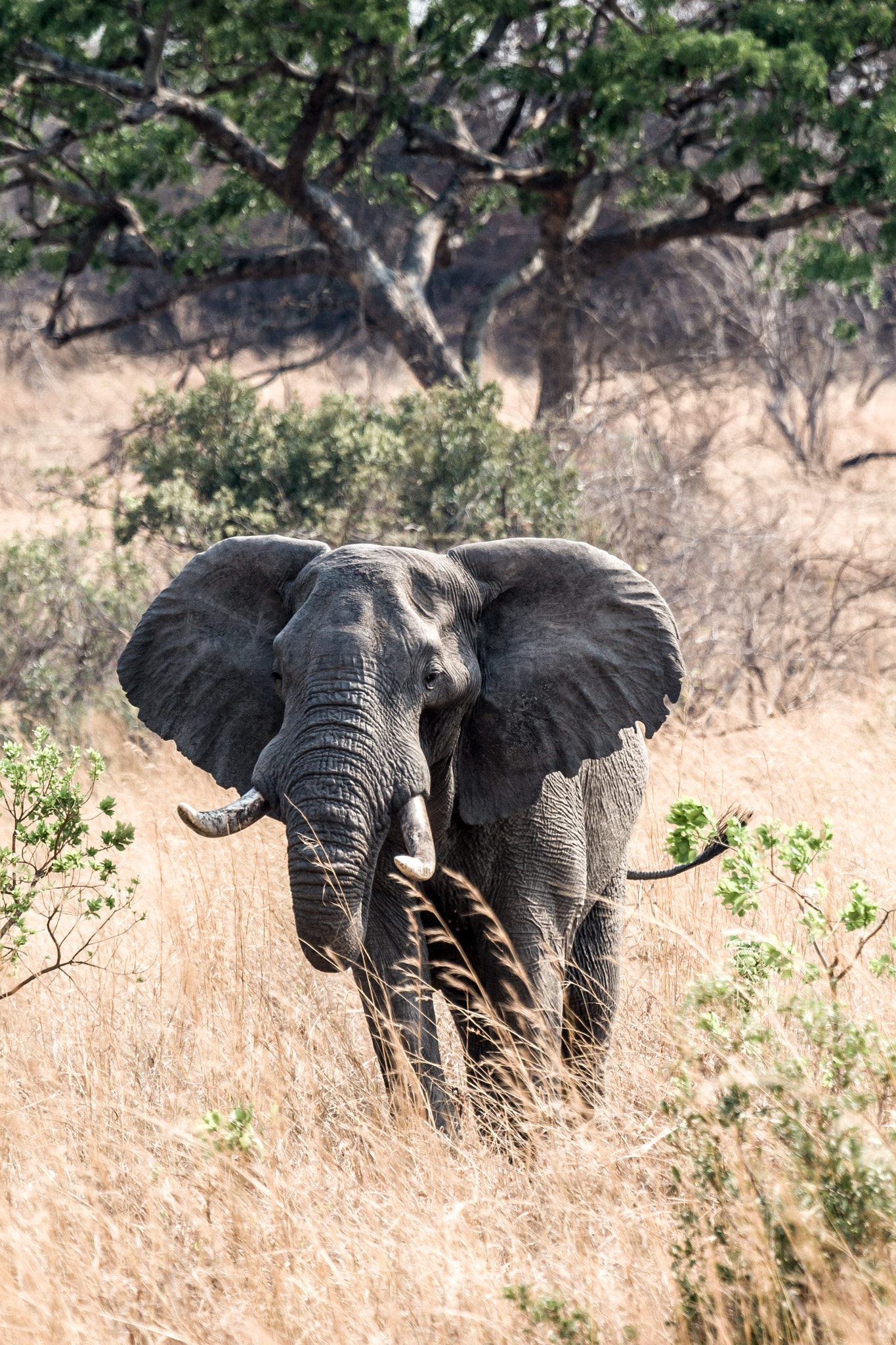 Canon EOS 30D + Canon EF 100-400mm F4.5-5.6L IS USM sample photo. Elephants photography