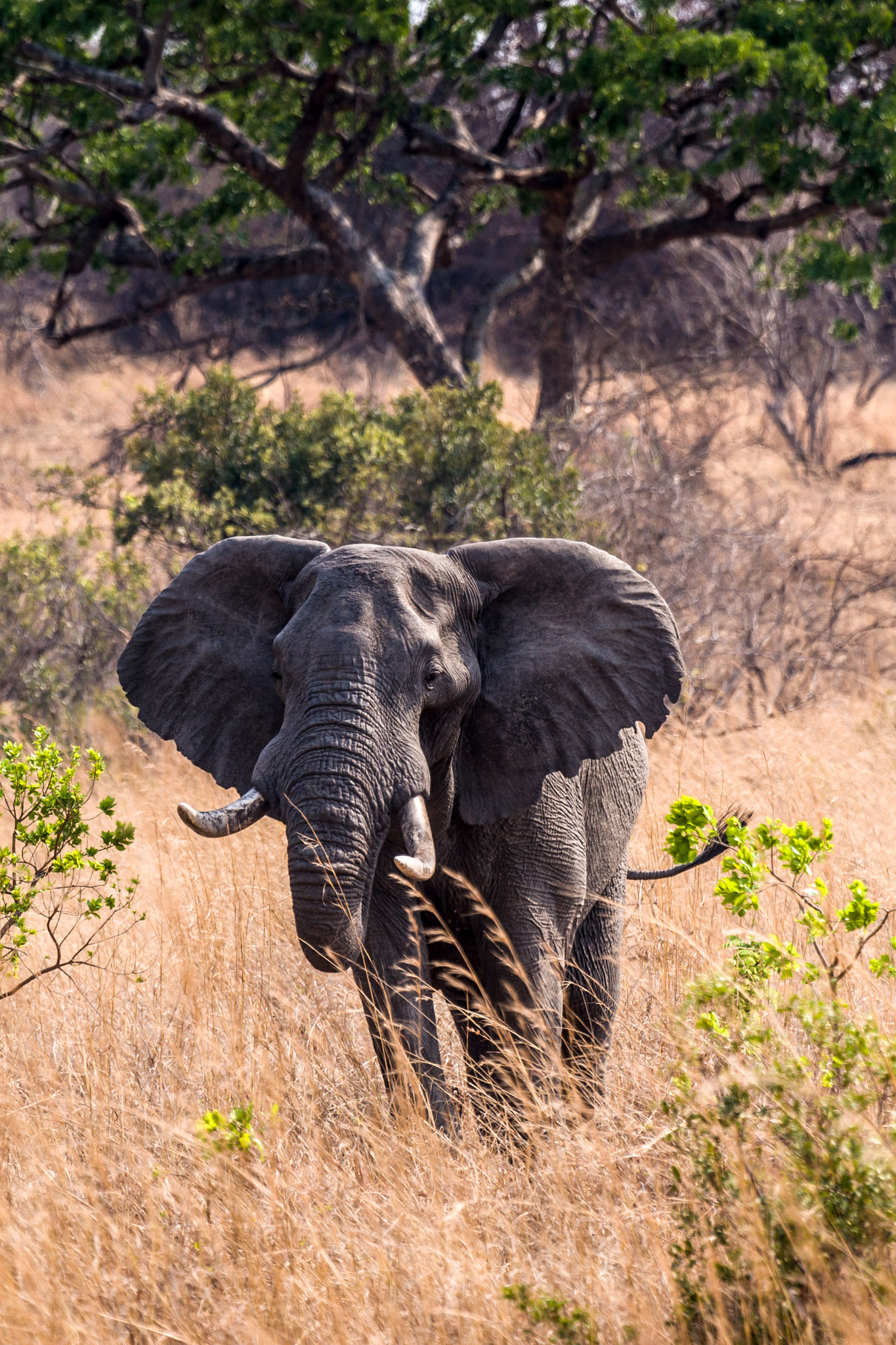 Canon EOS 30D + Canon EF 100-400mm F4.5-5.6L IS USM sample photo. Elephants photography