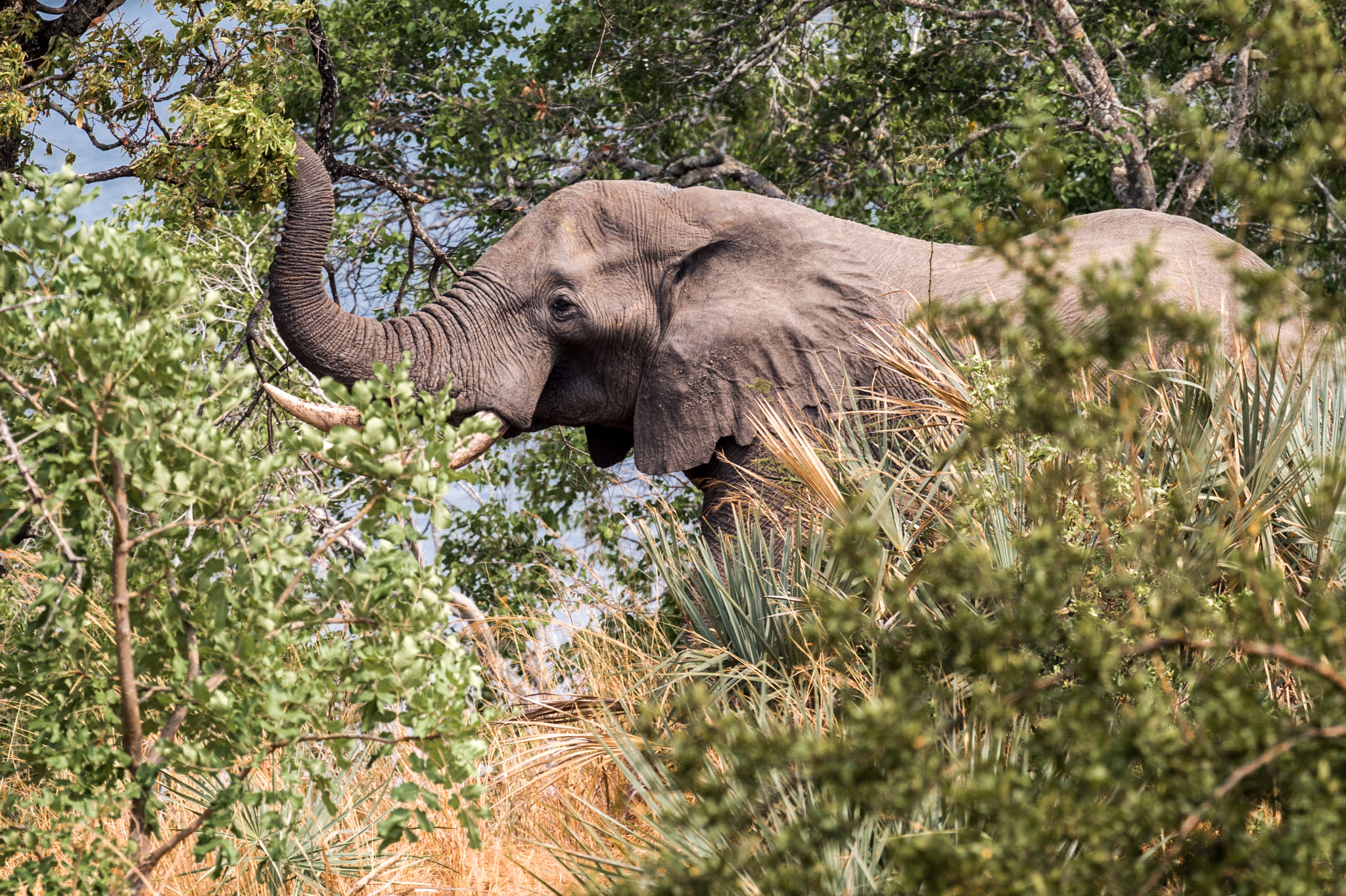 Canon EOS 30D + Canon EF 100-400mm F4.5-5.6L IS USM sample photo. Elephants photography