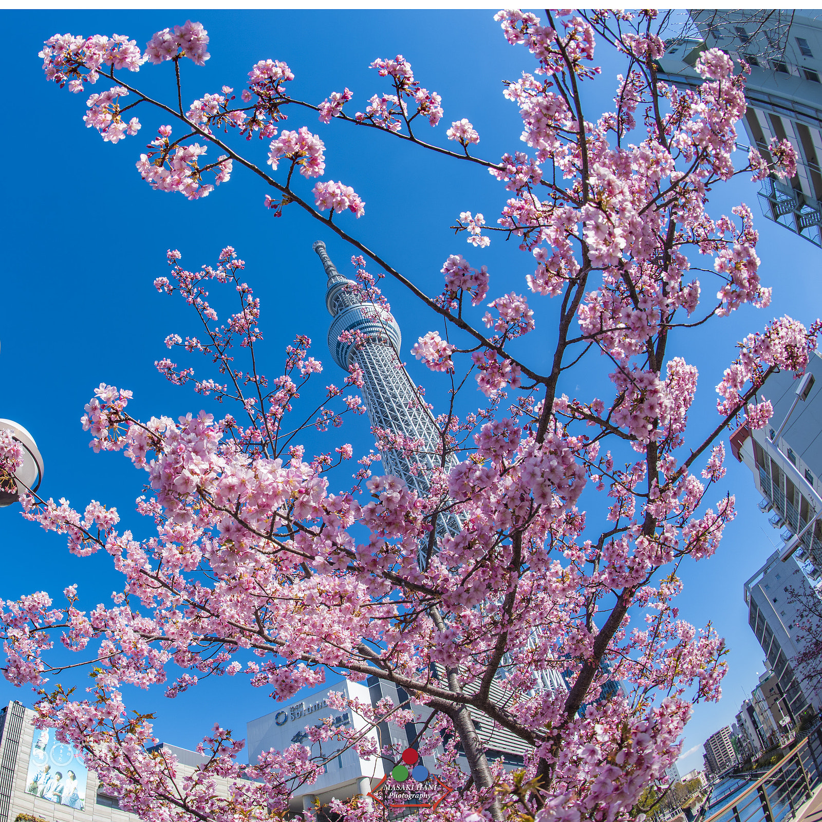 Nikon D810 + Nikon AF Fisheye-Nikkor 16mm F2.8D sample photo. Tokyo sky tree and cherry blossom in japan photography