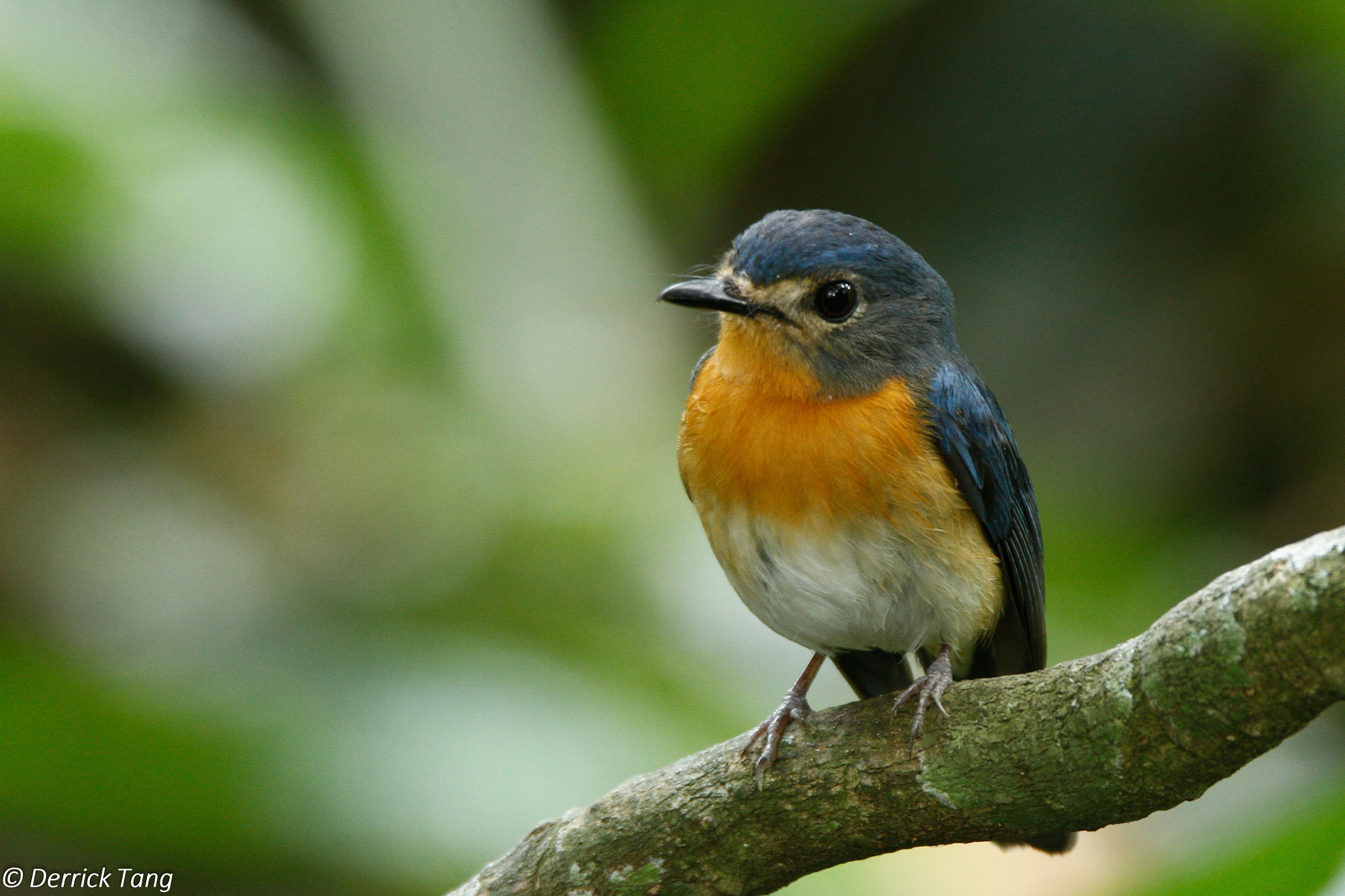 Canon EOS 7D sample photo. Tickell's blue flycatcher photography