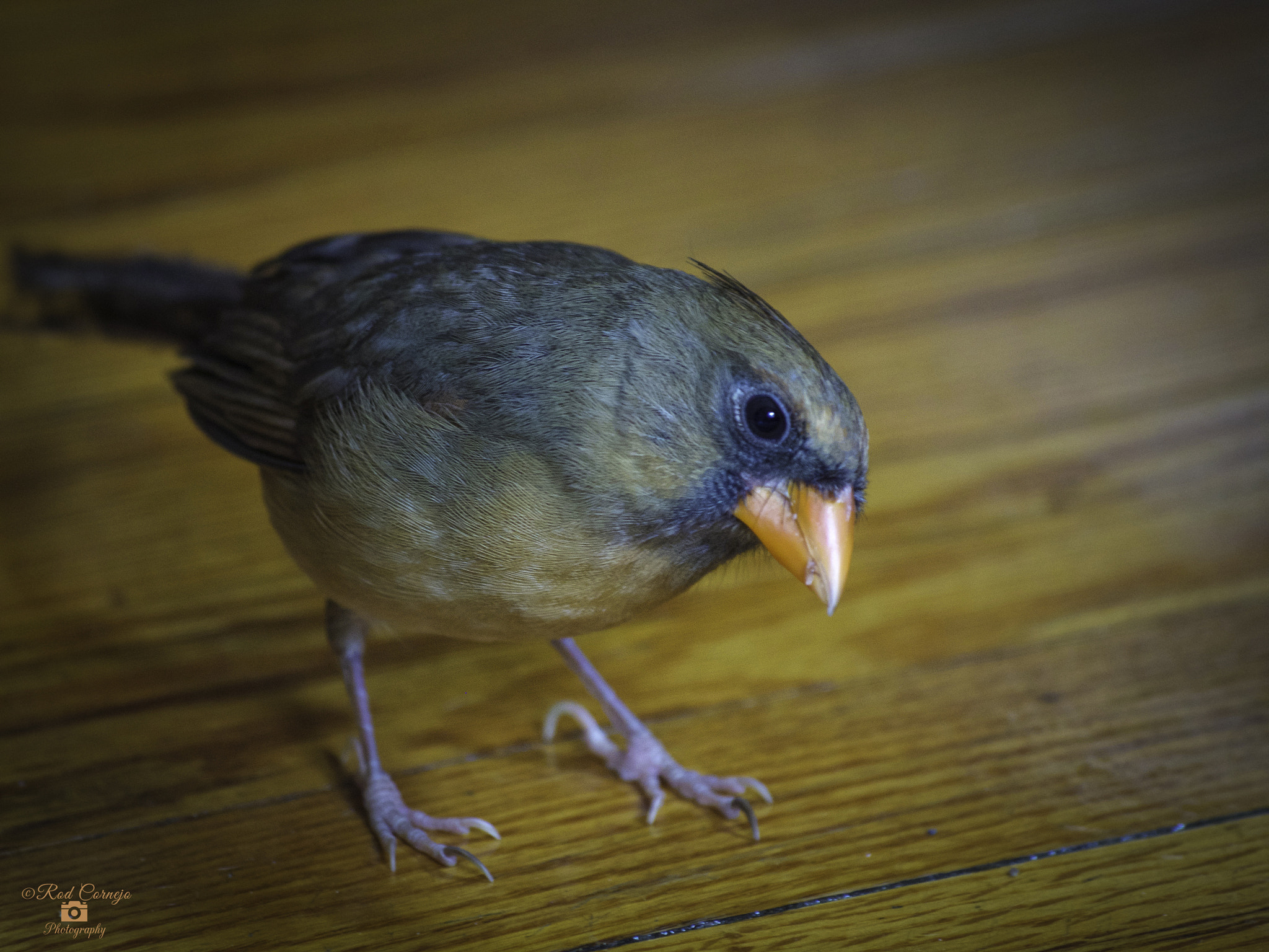 Olympus Zuiko Digital ED 70-300mm F4.0-5.6 sample photo. Gigi... photography