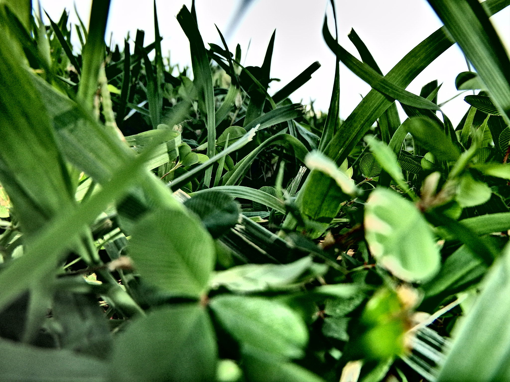 Olympus TG-830 sample photo. Close grass photography